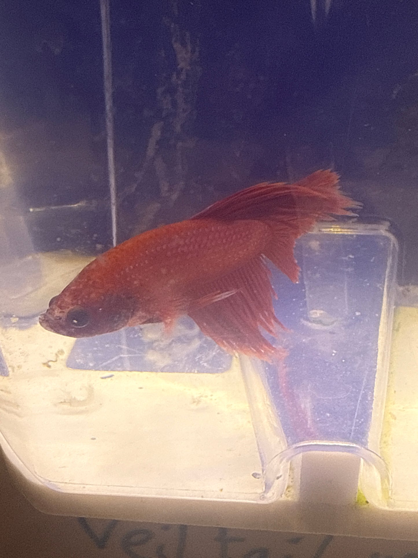 Betta - D2 Crowntail Male