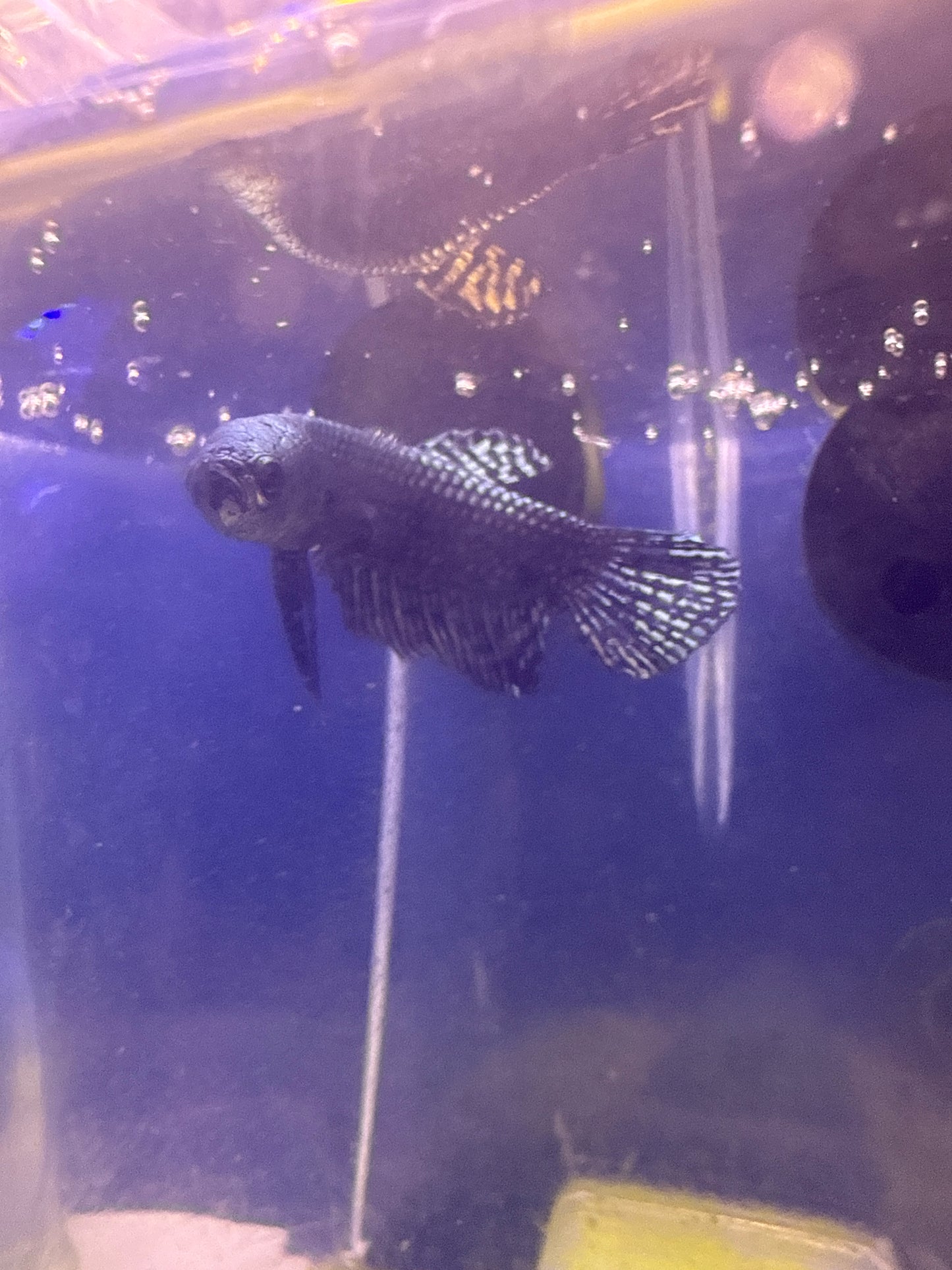 Betta - A6 Alien Male