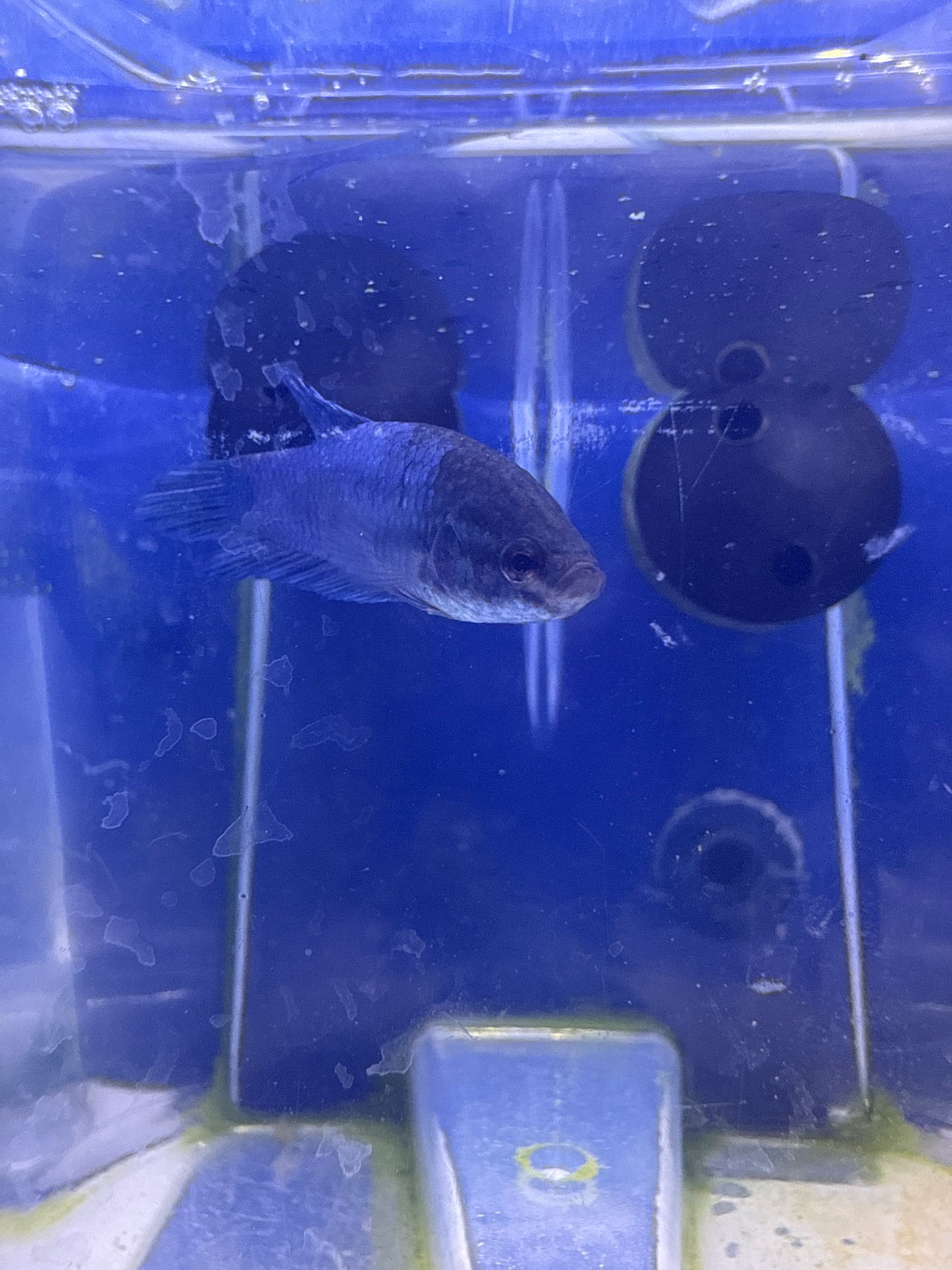 Betta - A4 Female