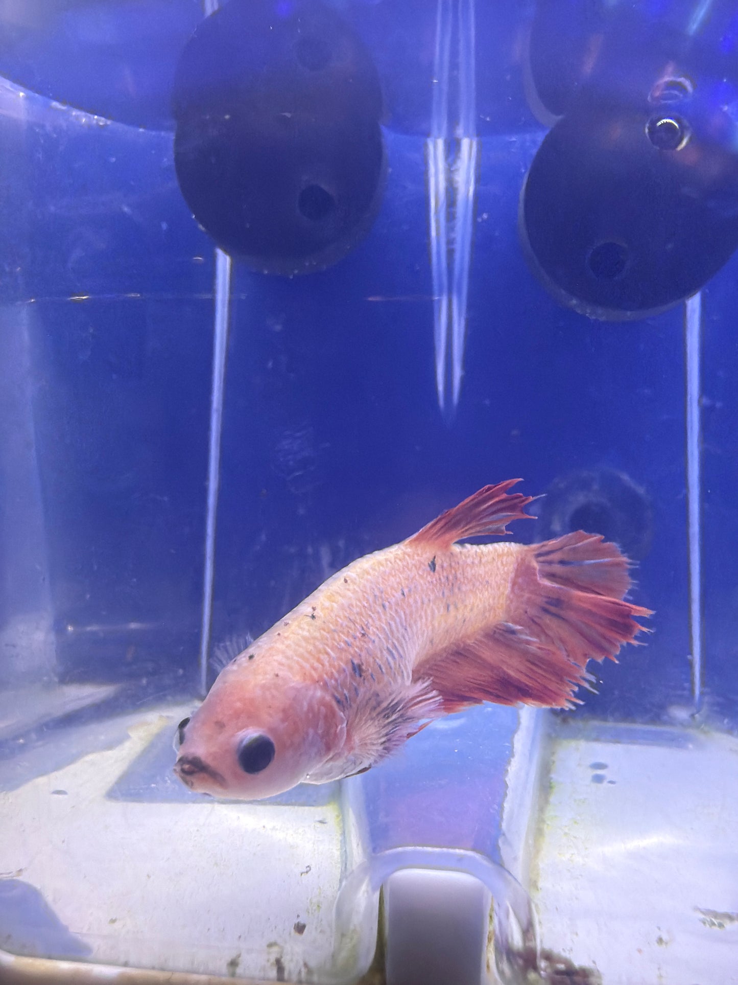 Betta - A3 Female