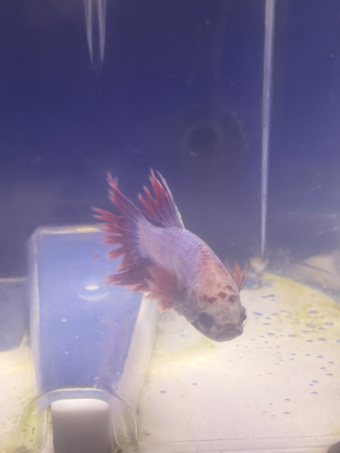 Betta - C2 Male Crowntail Dragonscale Betta
