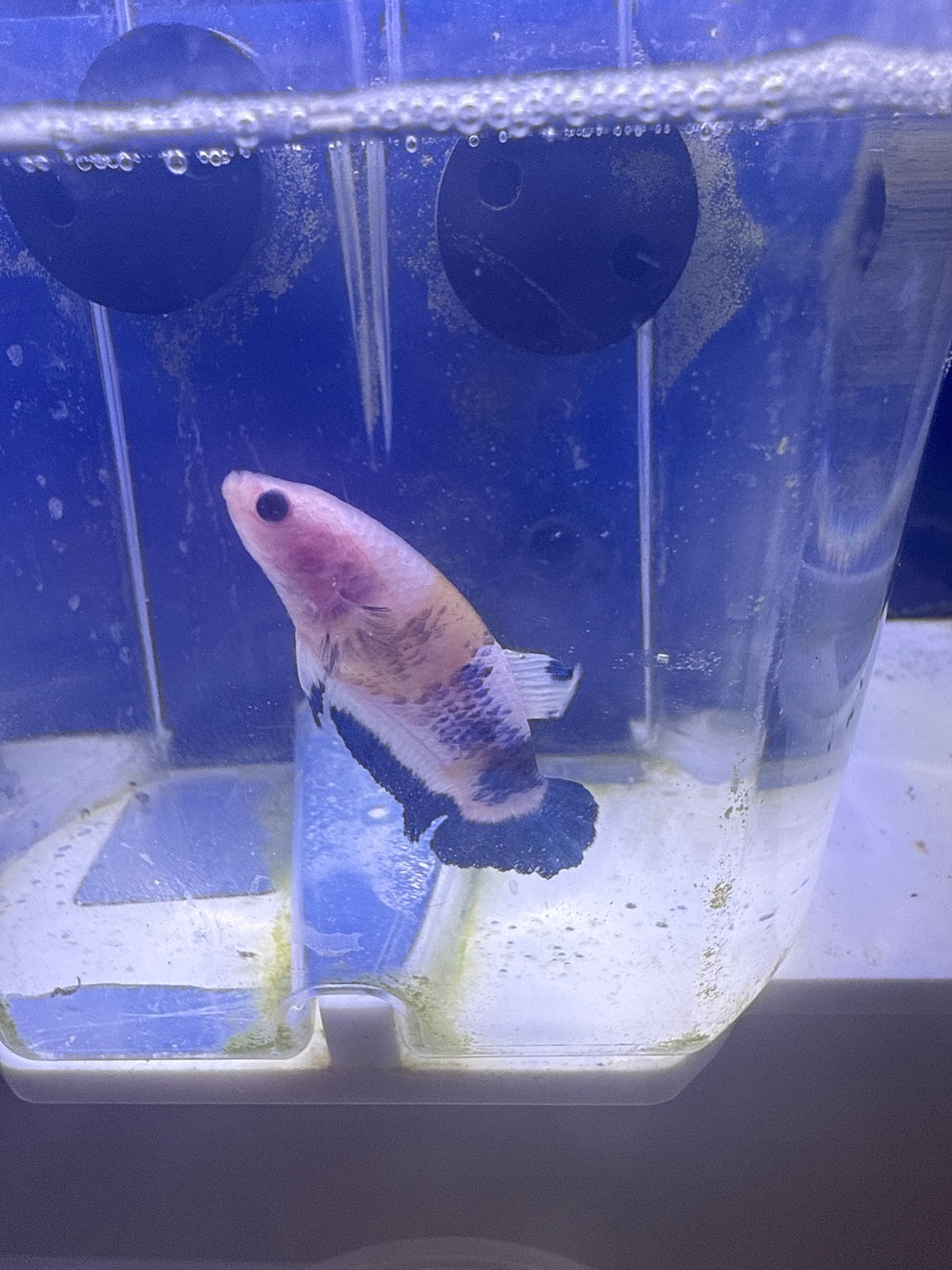 Betta - C5 Female Blue Marble Plakat Betta