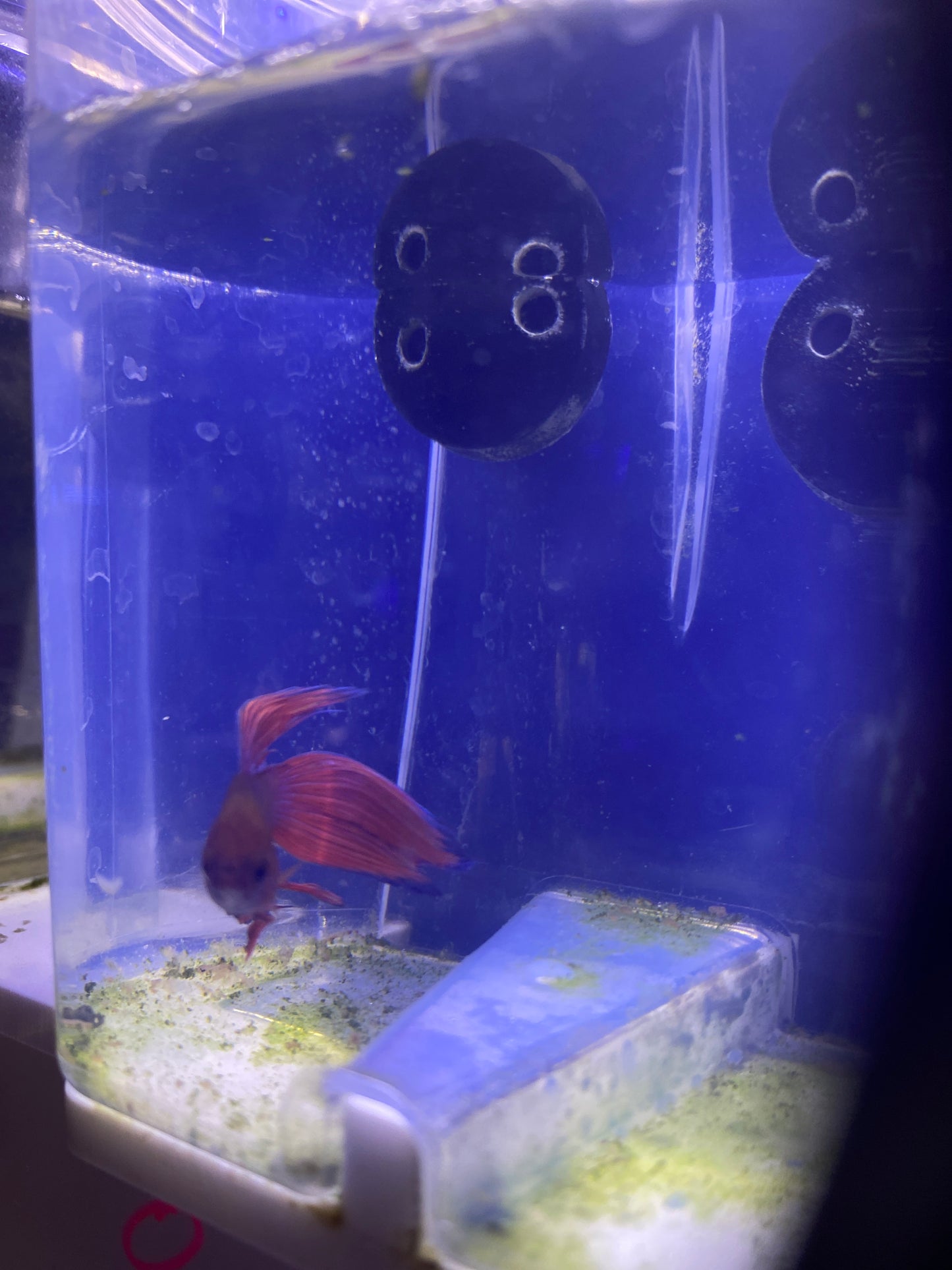 Betta - B2 Male scarlet veiltail