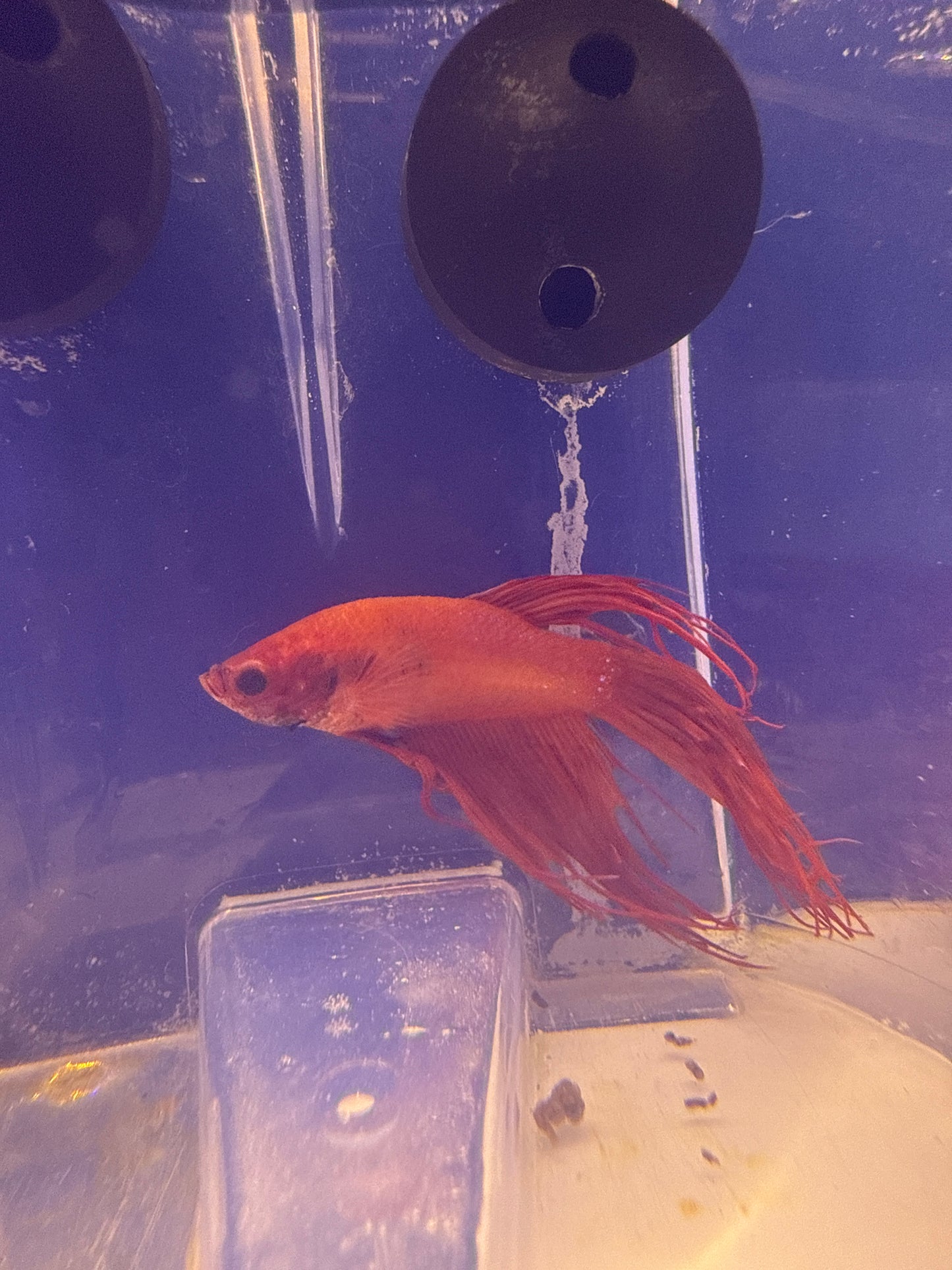 Betta - B5 Male Red Devil Crown
