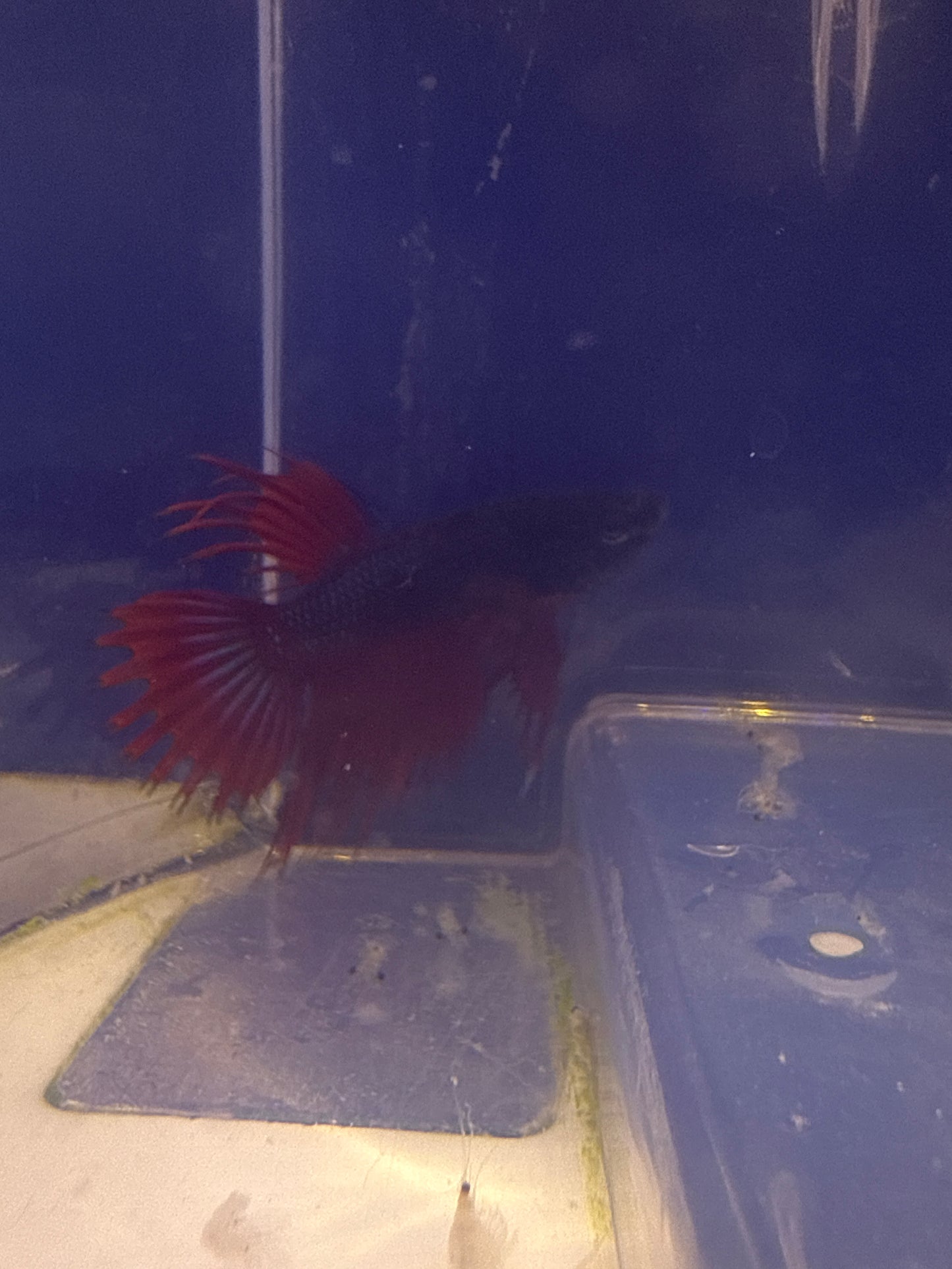 Betta - D3 Crowntail Male