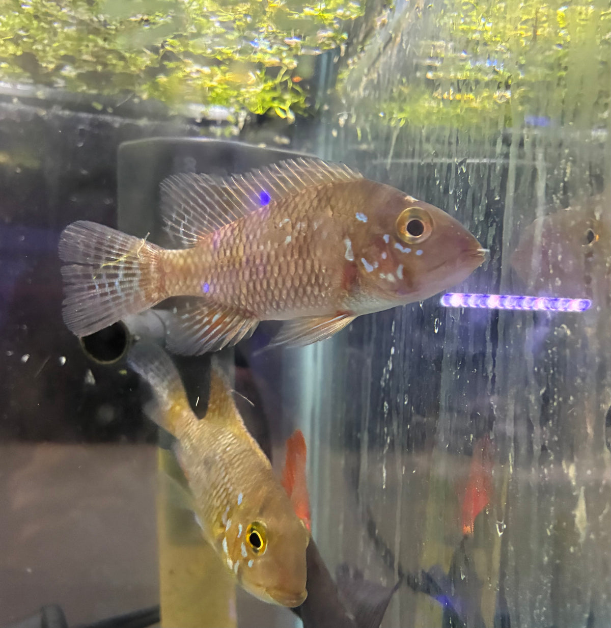Geophagus brasiliensis