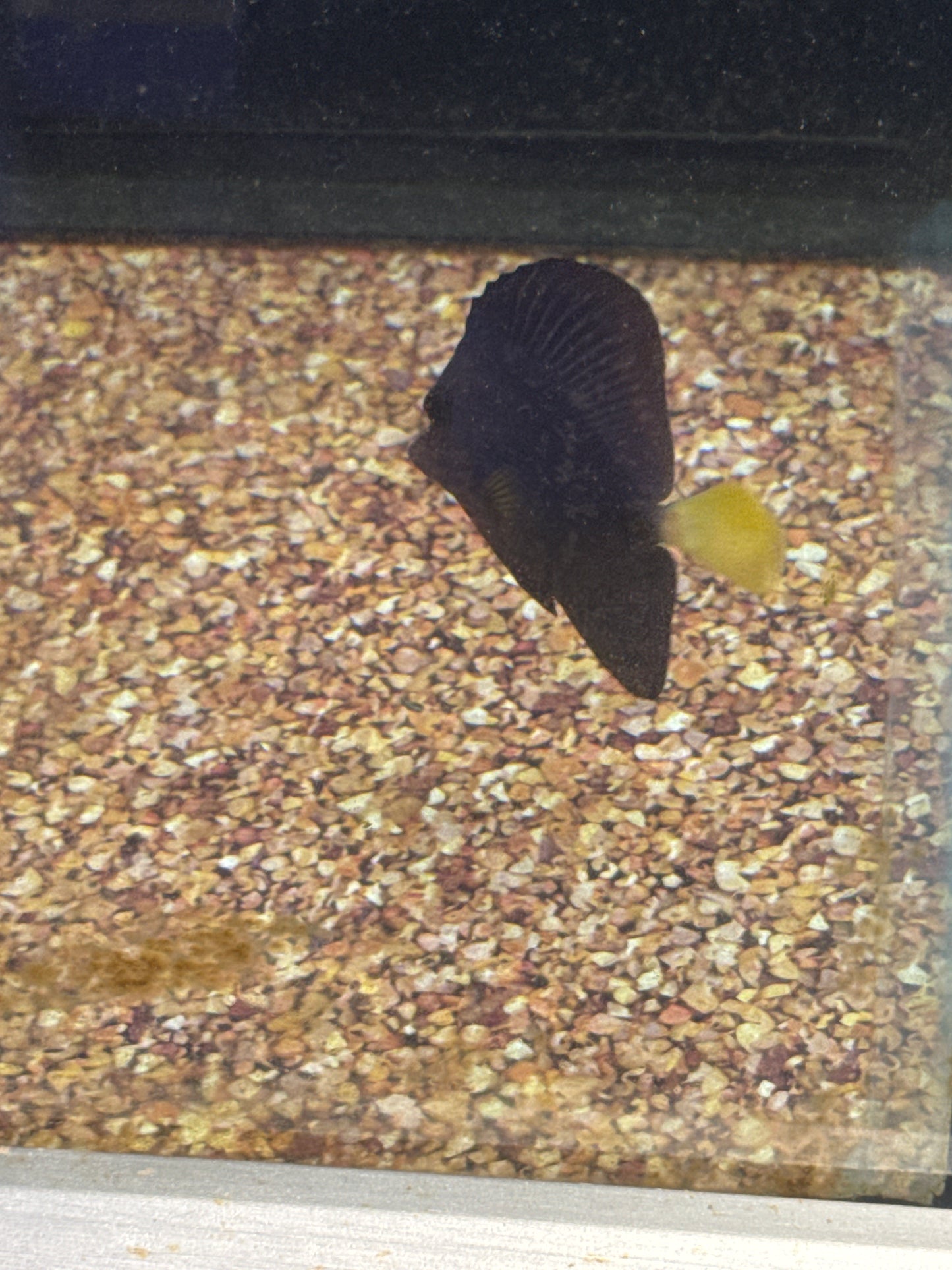 Tang - Purple Small