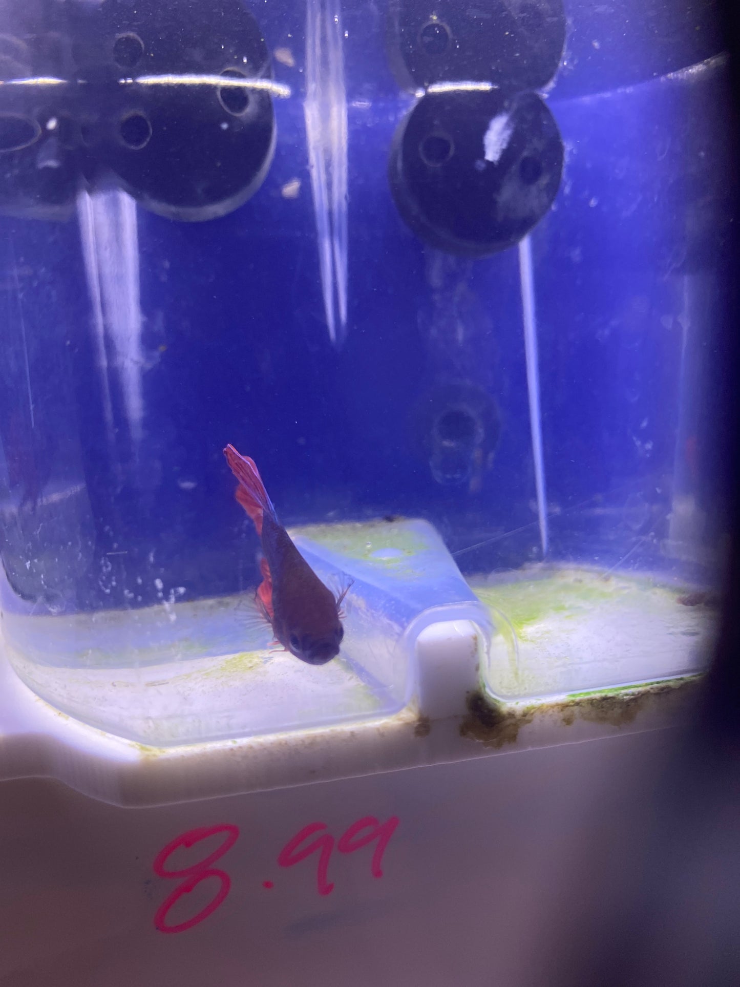 Betta - B3 Male scarlet veiltail