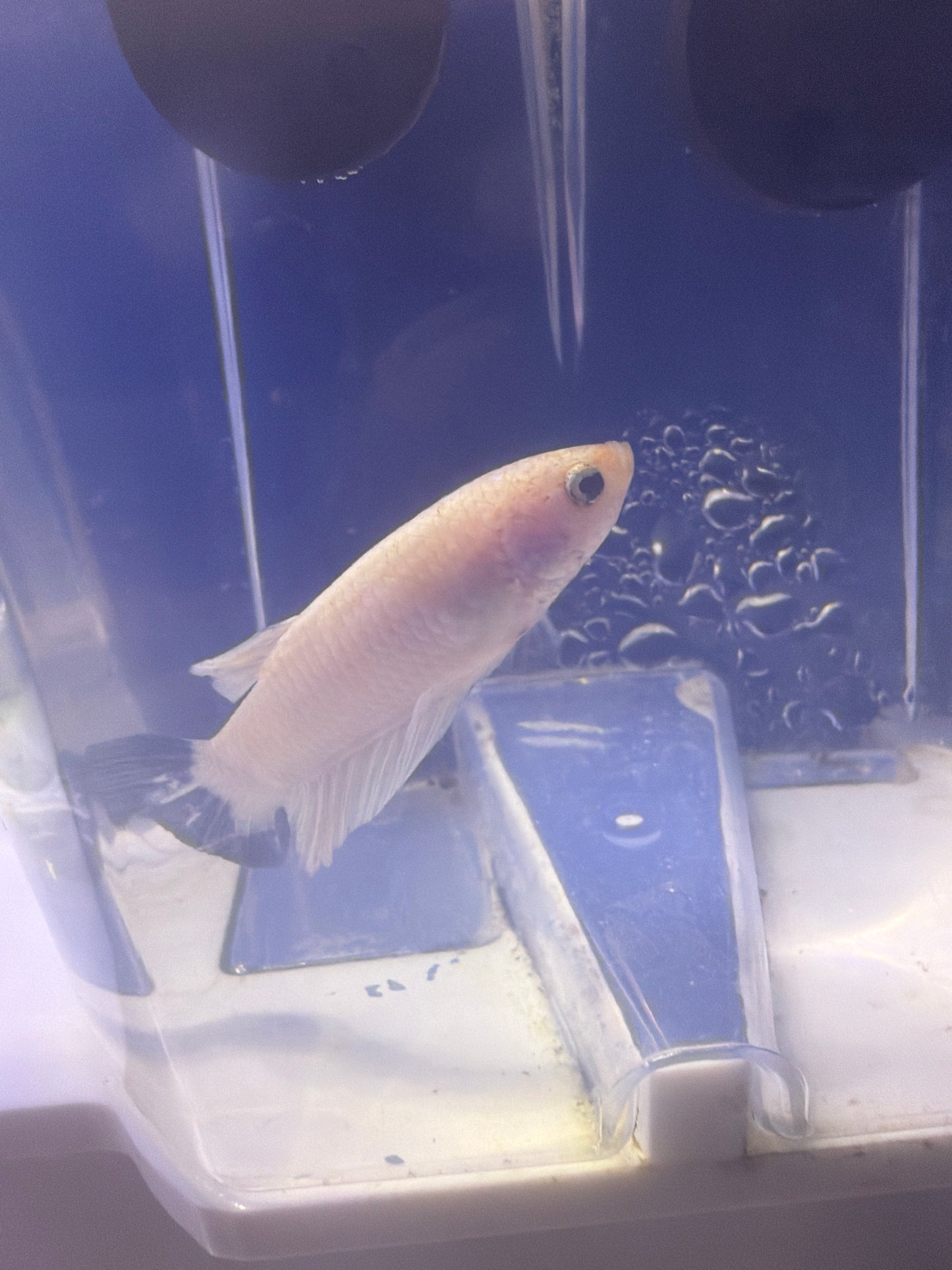 Betta - C7 Male Blue Rim