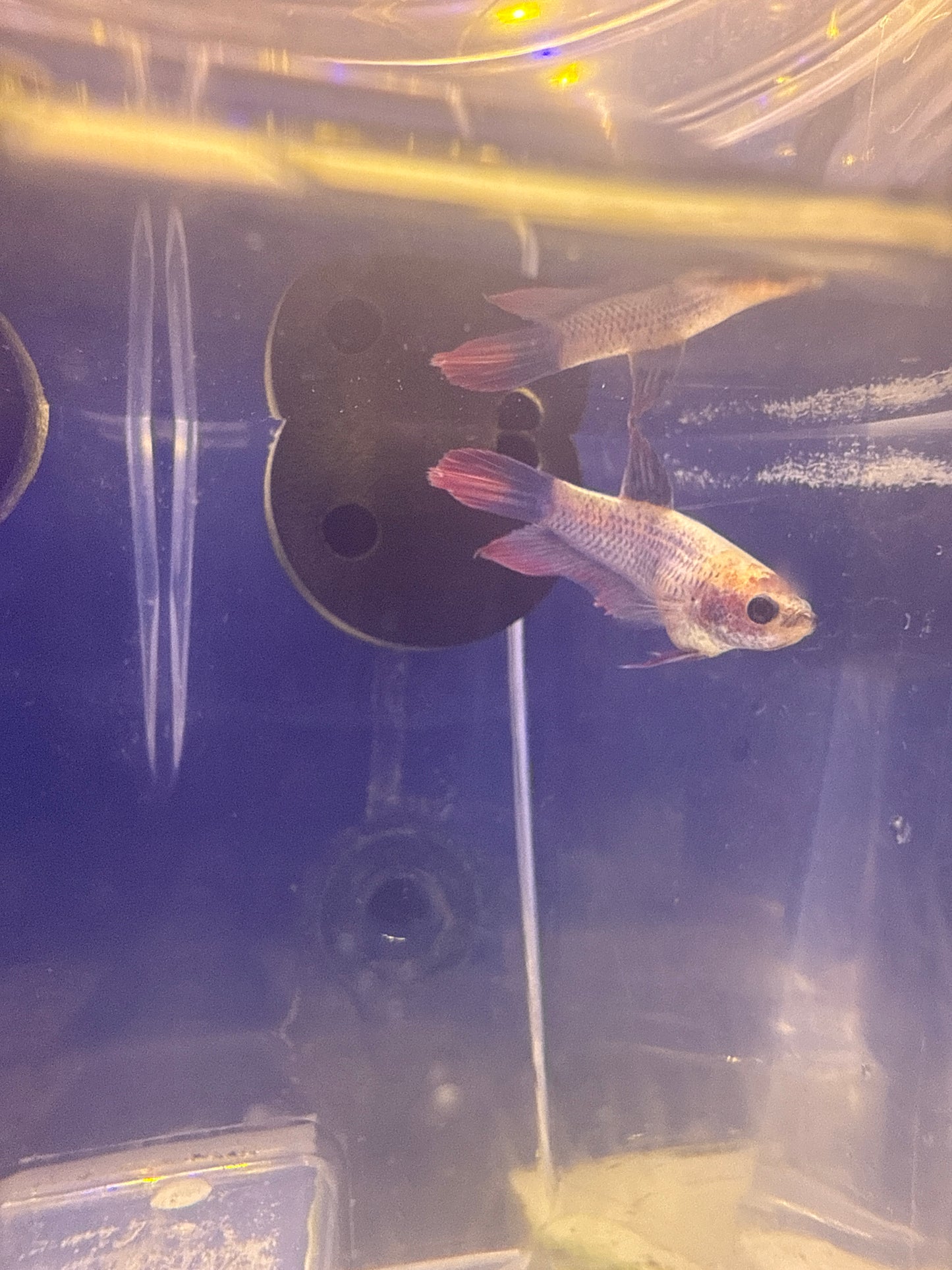 Betta - B6 Female
