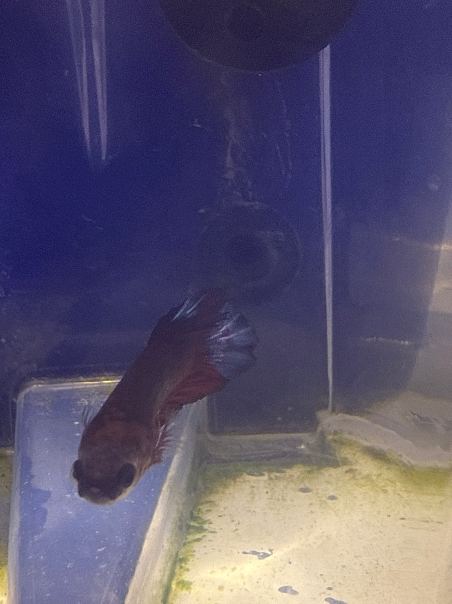 Betta - B3 Rountail Hellboy Male