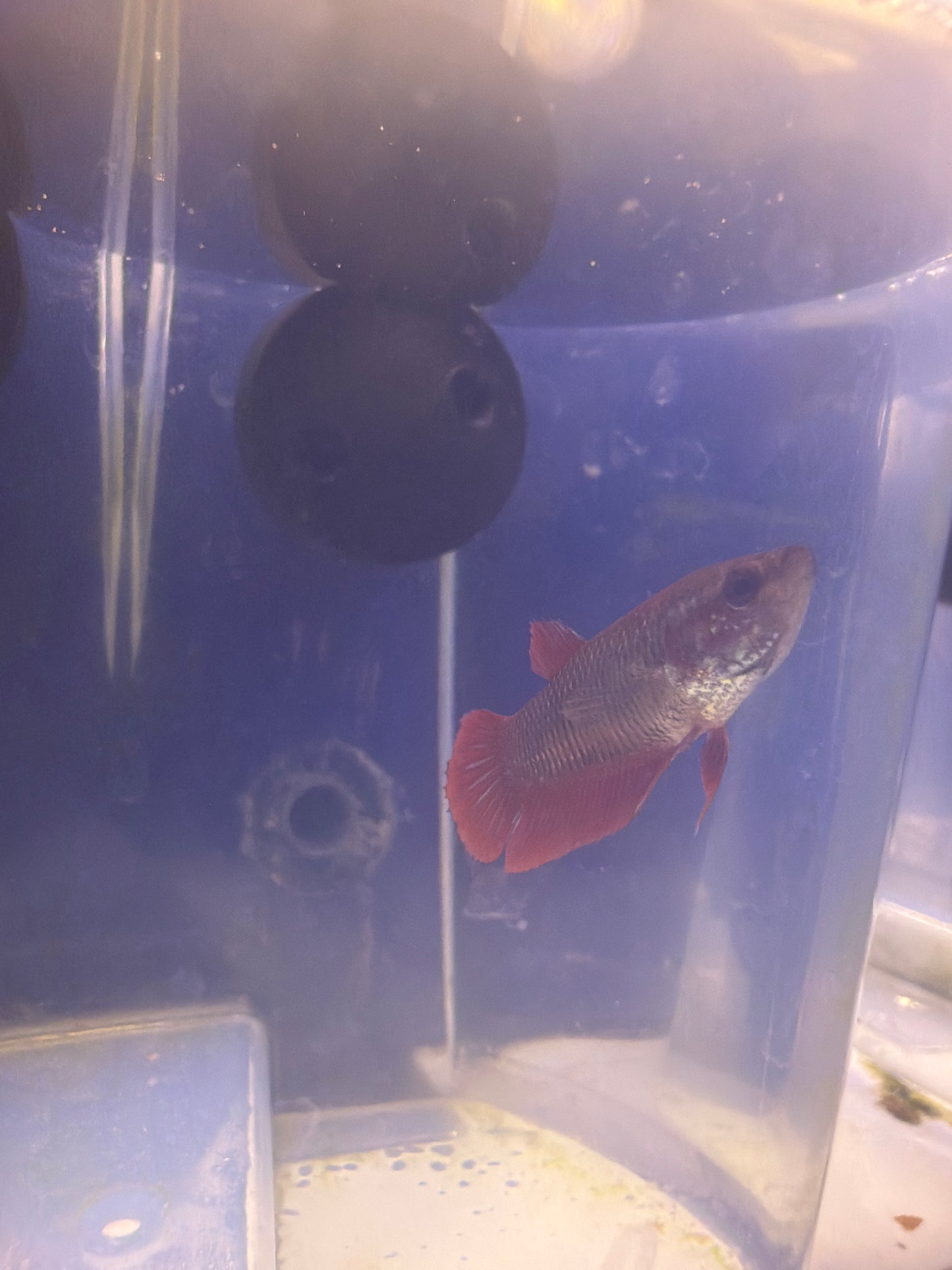 Betta - A3 Female