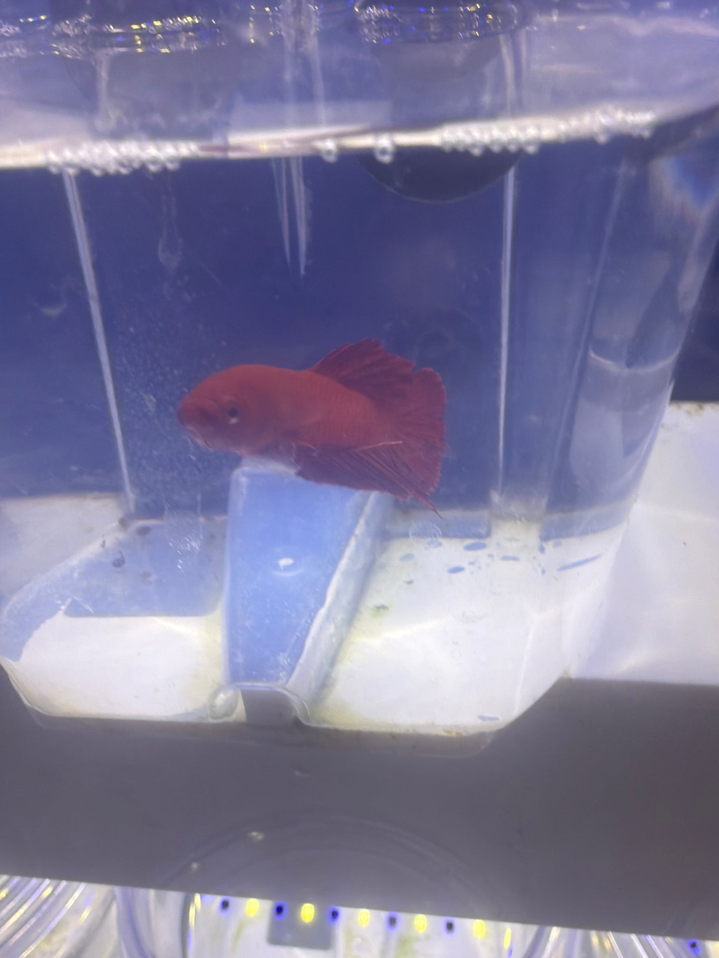 Betta - D5 Male Plakat Red Fire