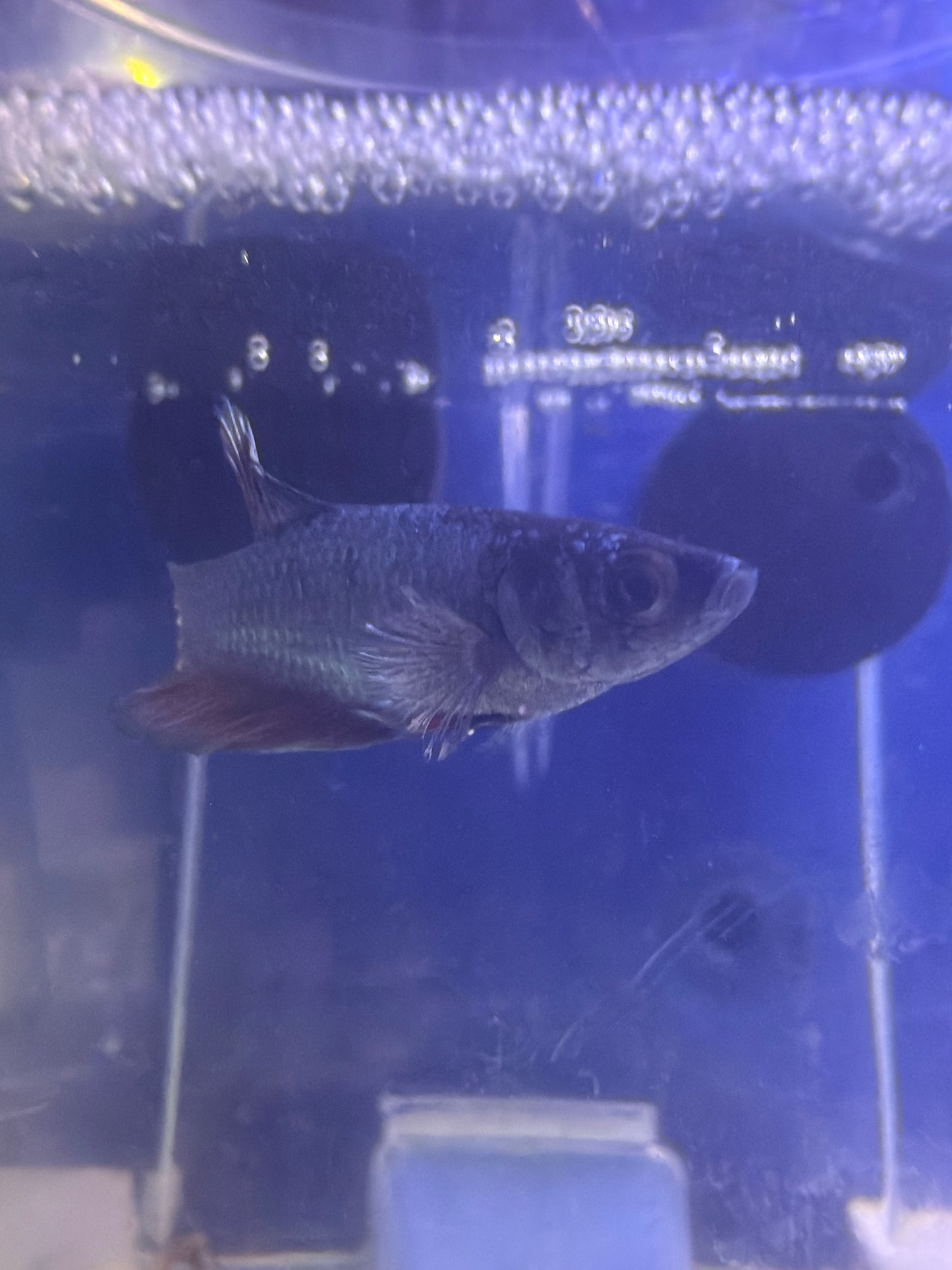 Betta - A1 Female