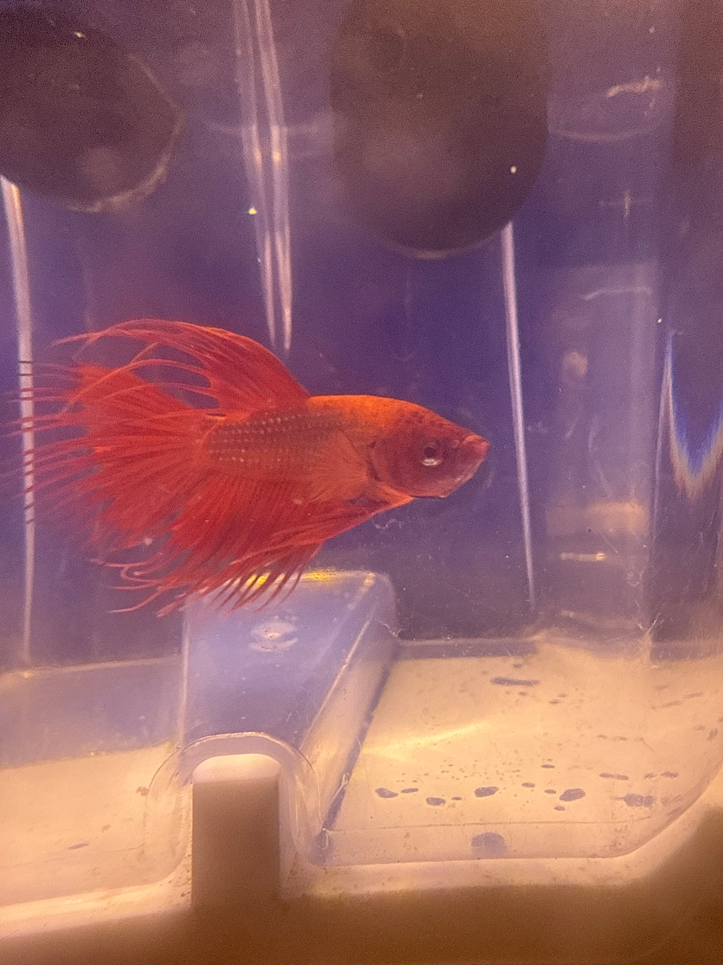 Betta - A7 Crowntail Male
