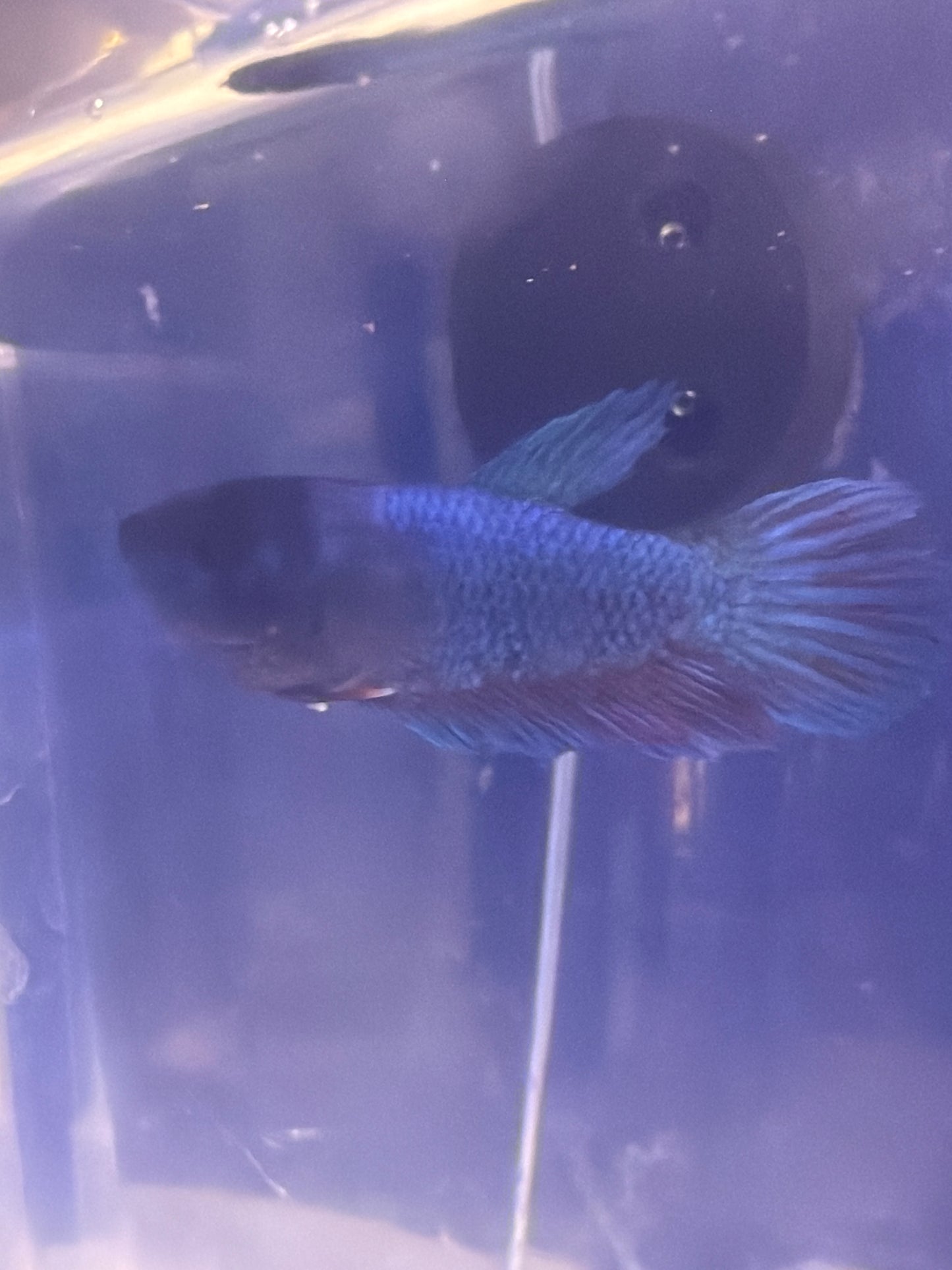 Betta - A1 Female