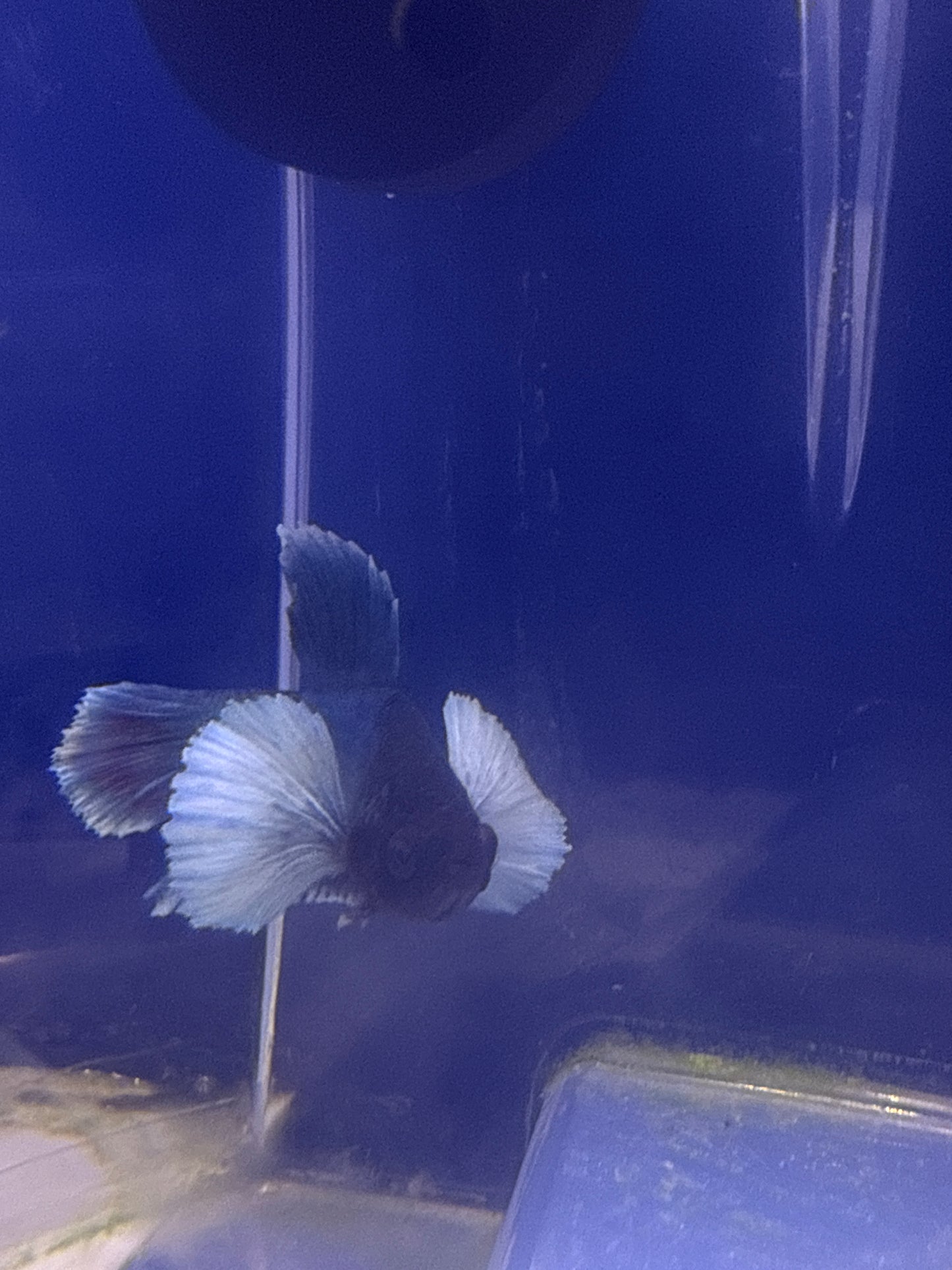 Betta - B2 Male Dumbo