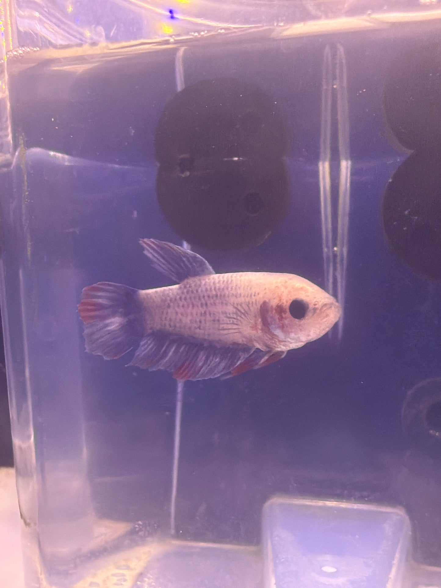 Betta - A5 Female