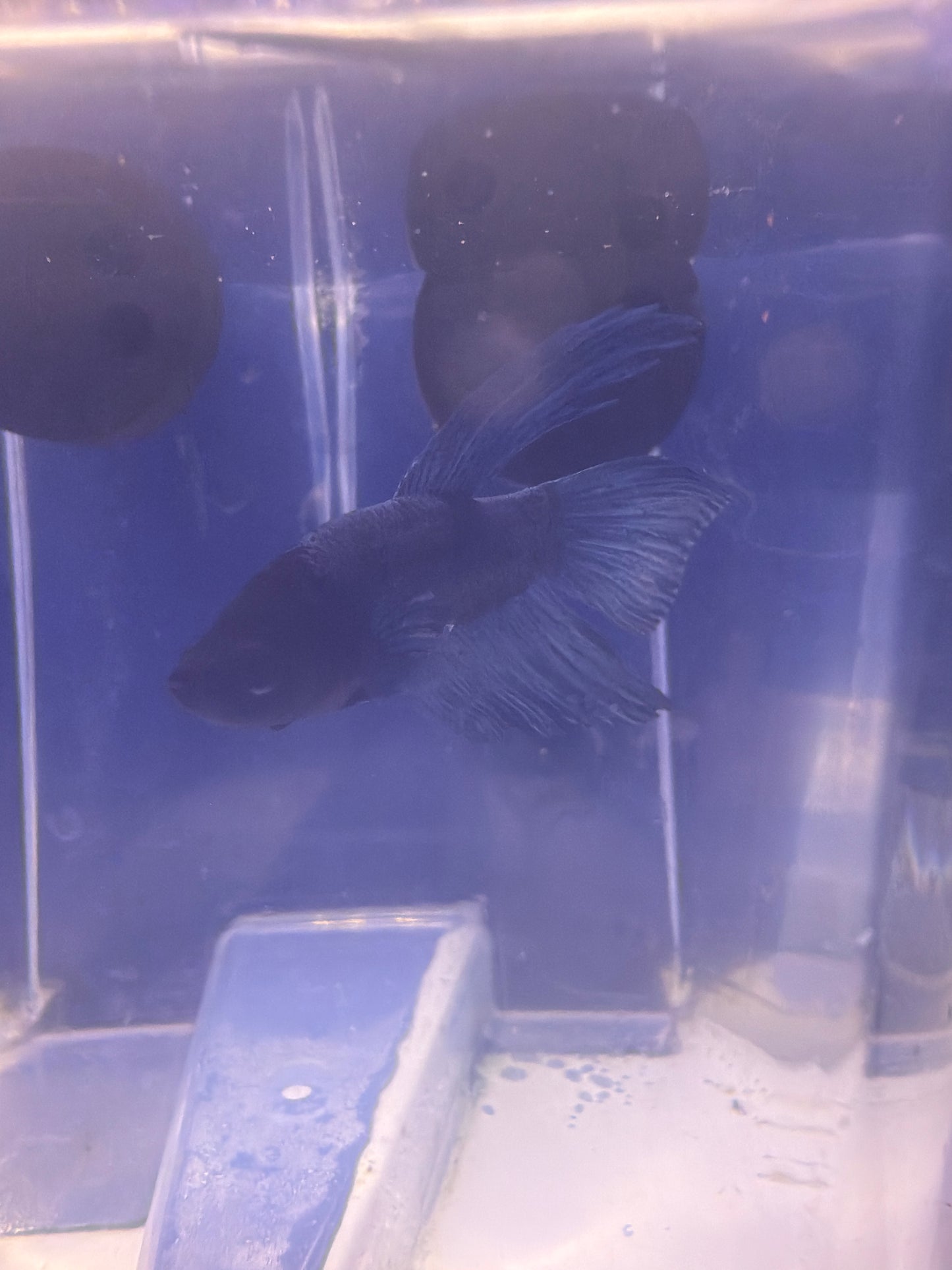 Betta - B6
