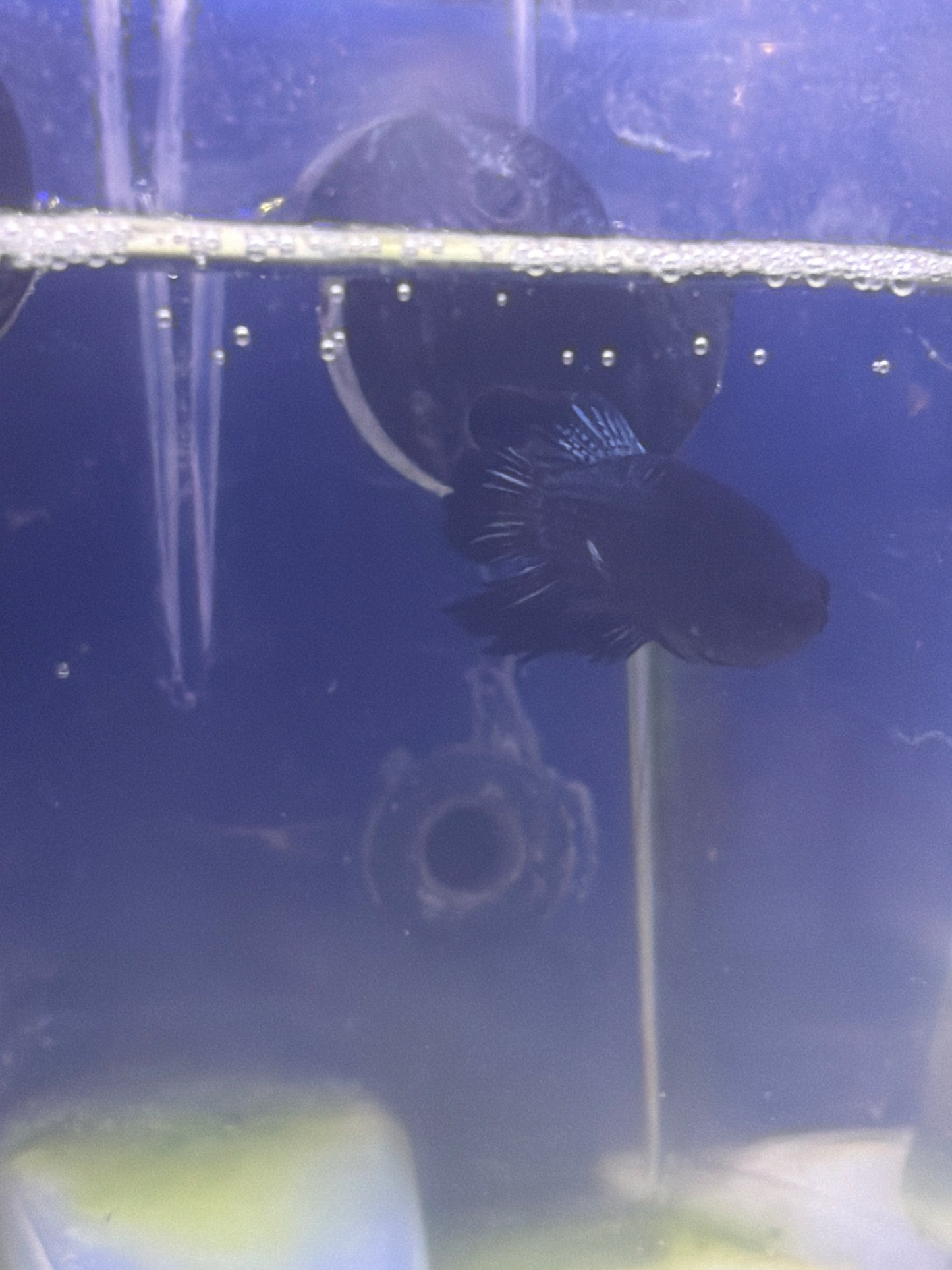 Betta - C5 Male Crowntail Dragonscale Betta
