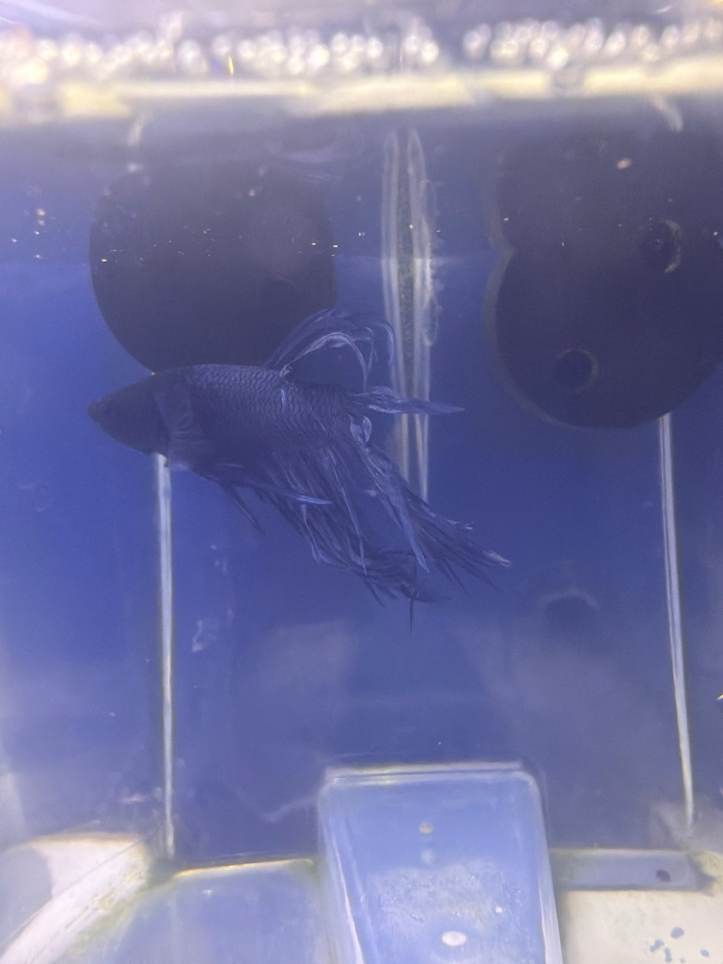 Betta - B7 Crowntail Male