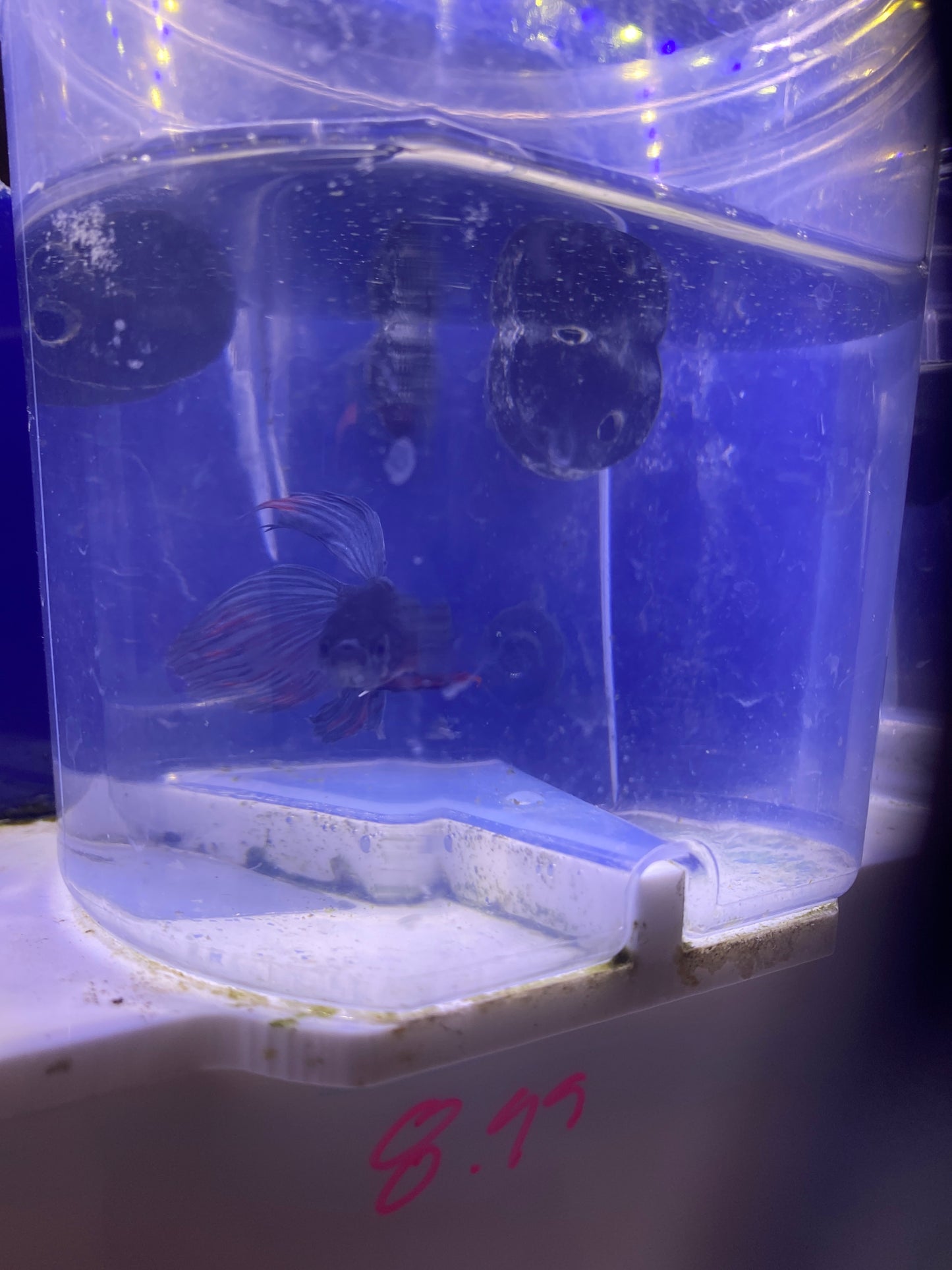 Betta - B4 Male blue spadetail