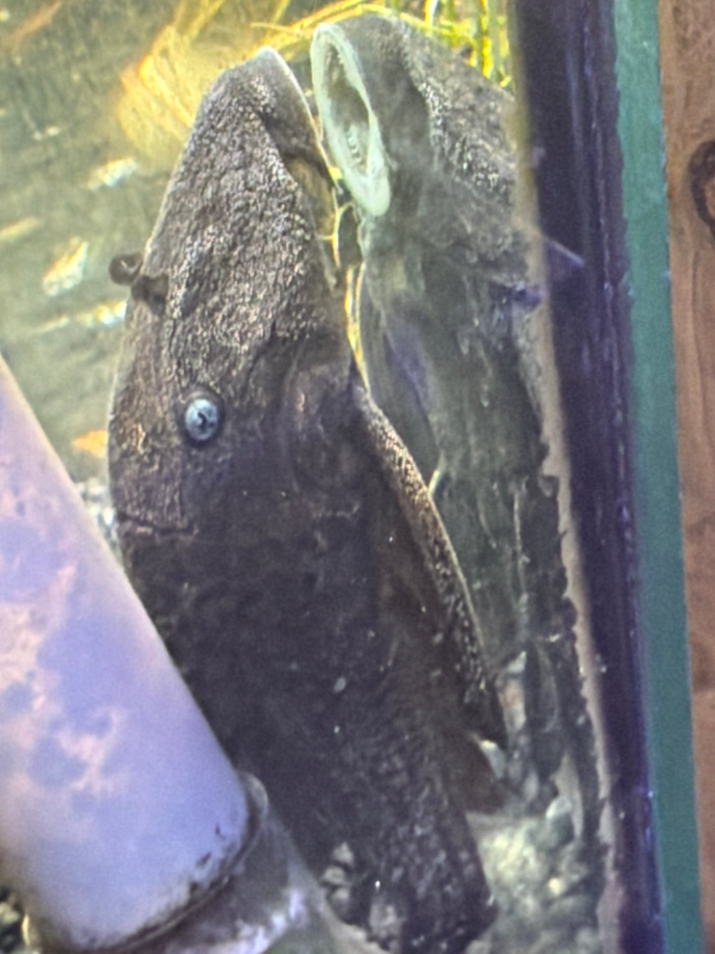 Plecostomus - Blue Eye