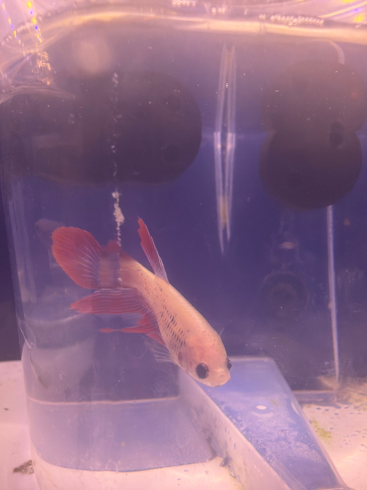 Betta - A6 Female