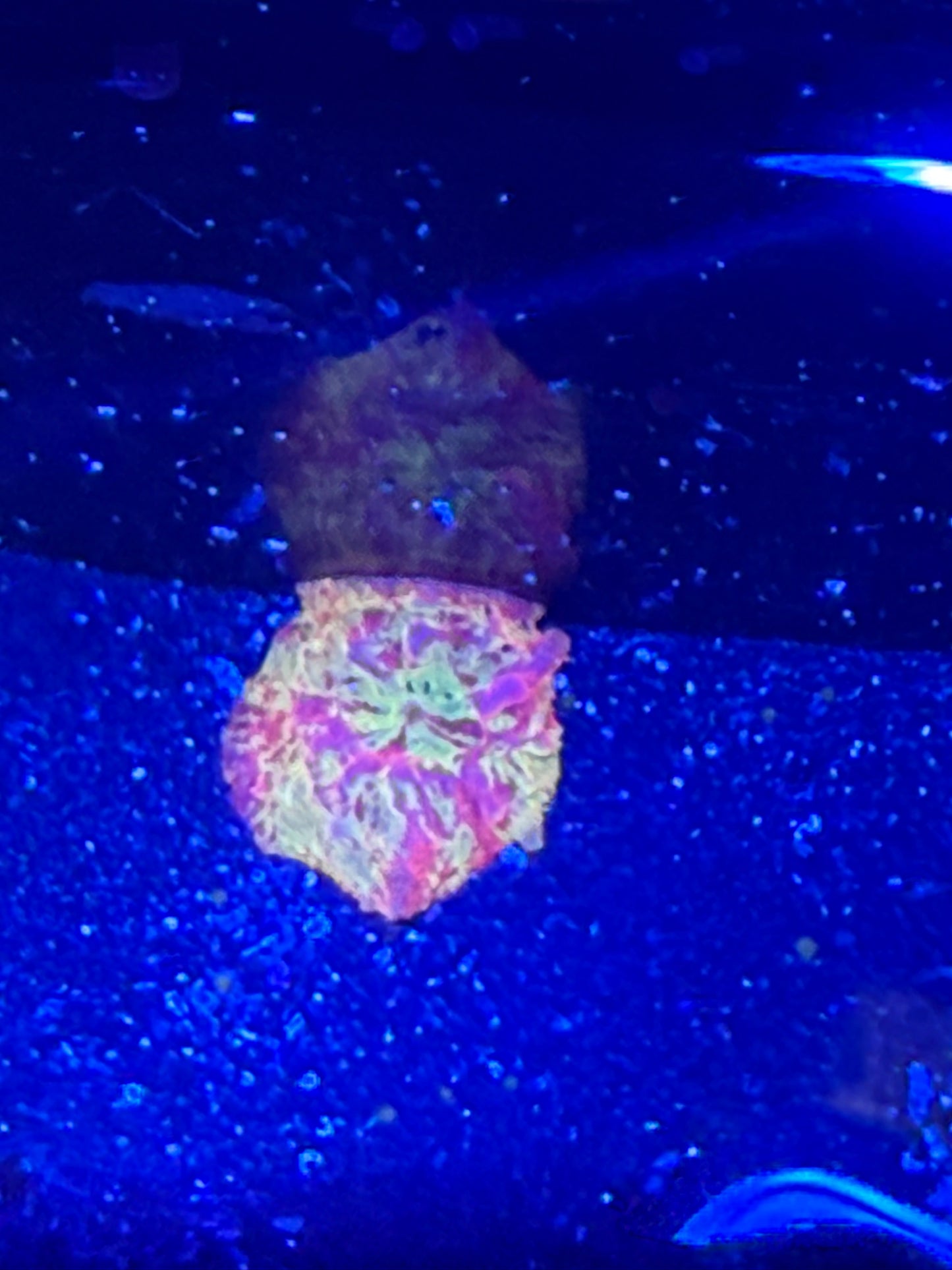 Live Coral - Mushroom Discoma Jawbreaker Premium A1