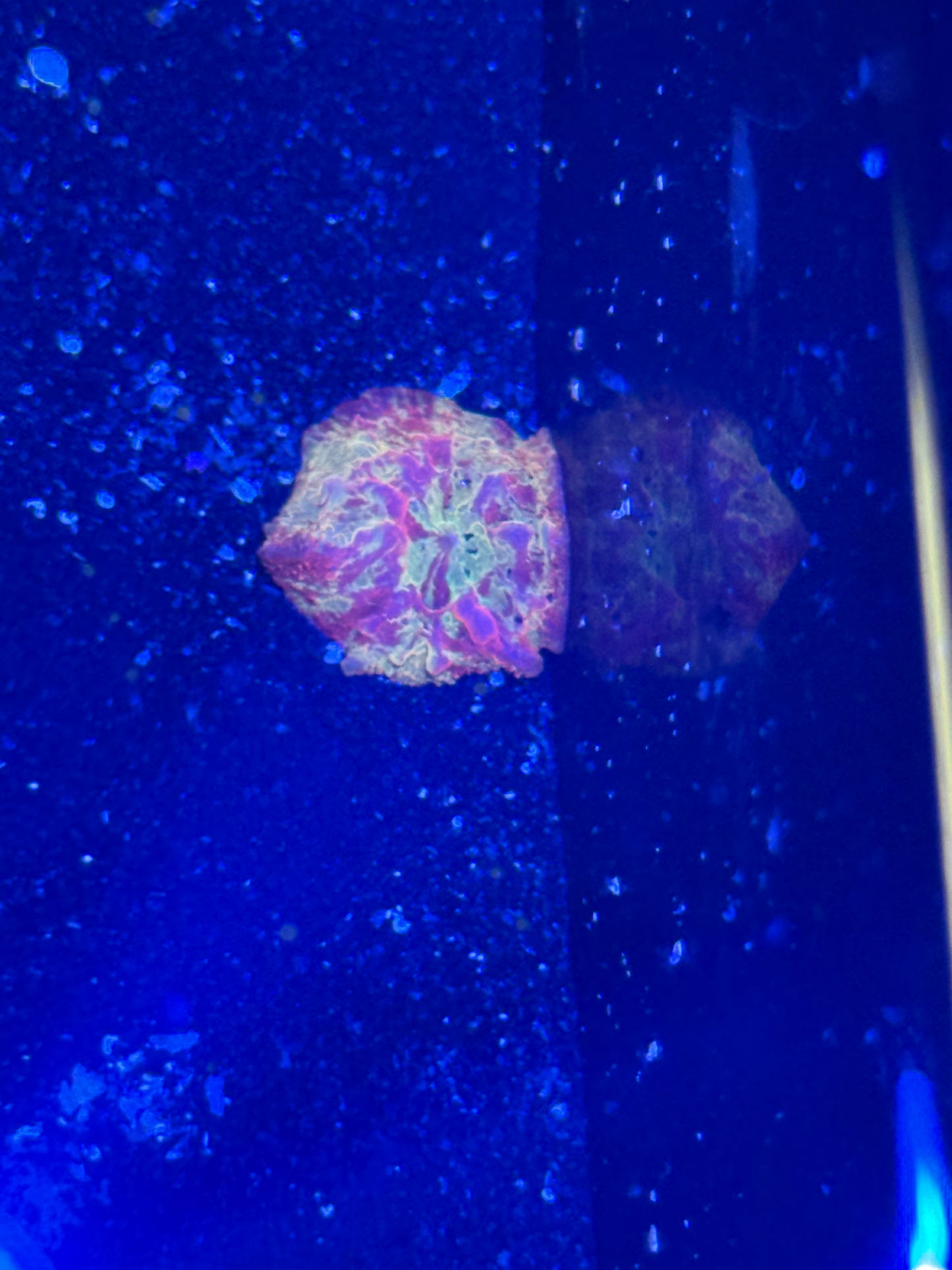 Live Coral - Mushroom Discoma Jawbreaker Premium A1