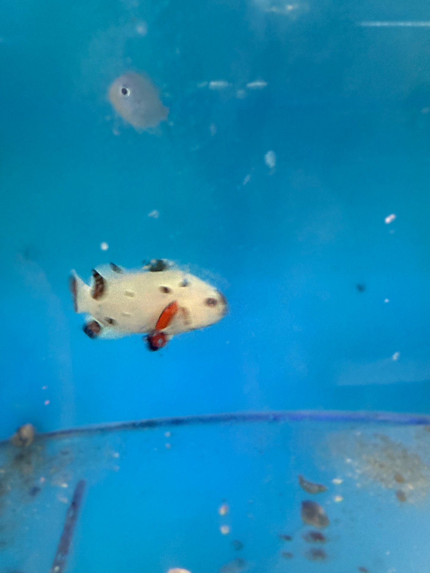 Clownfish - Orange Storm