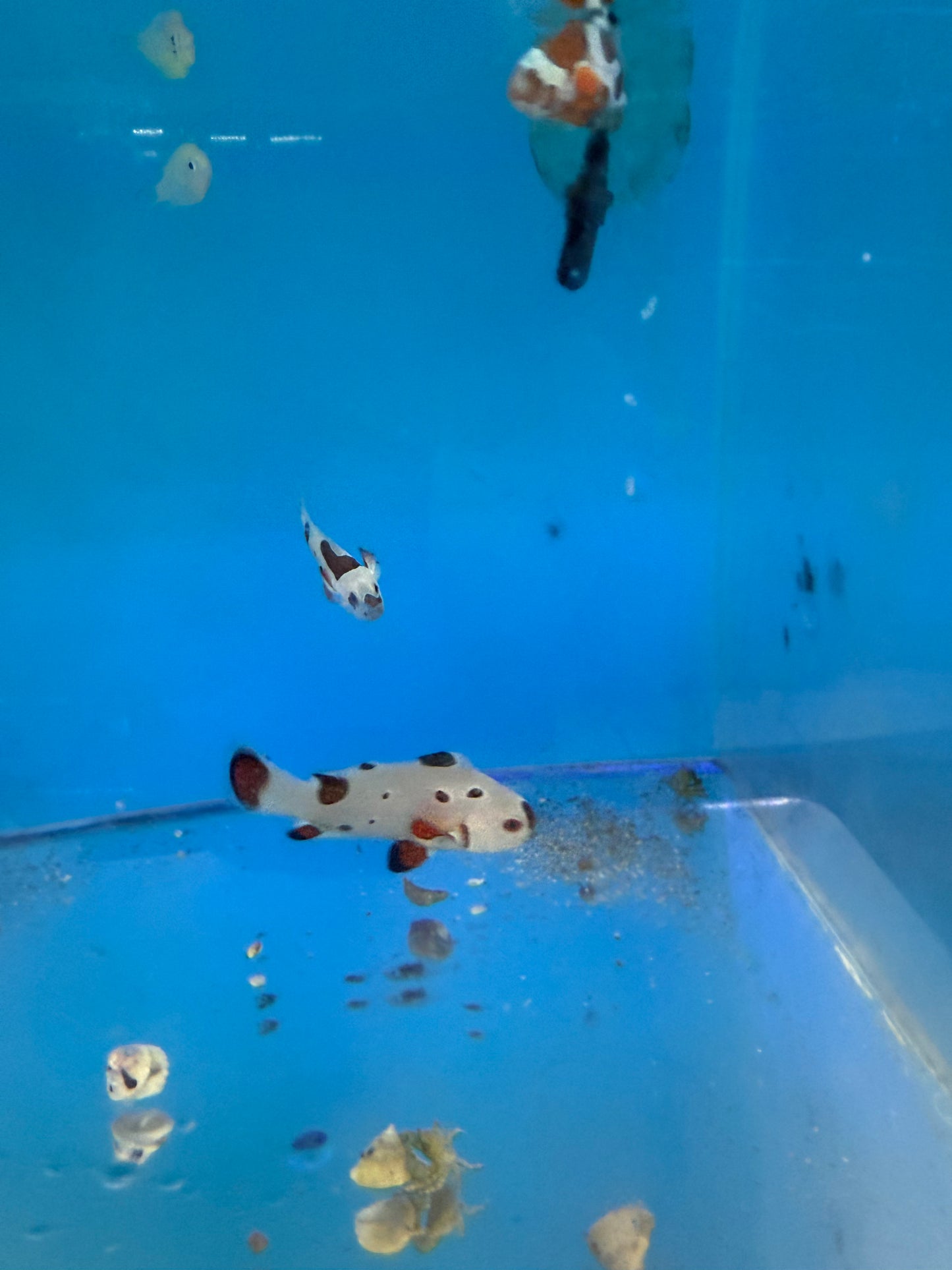Clownfish - Orange Storm