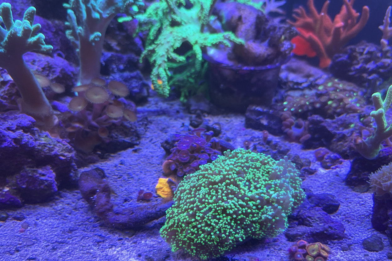 Live Coral T3 - Frogspawn 4"