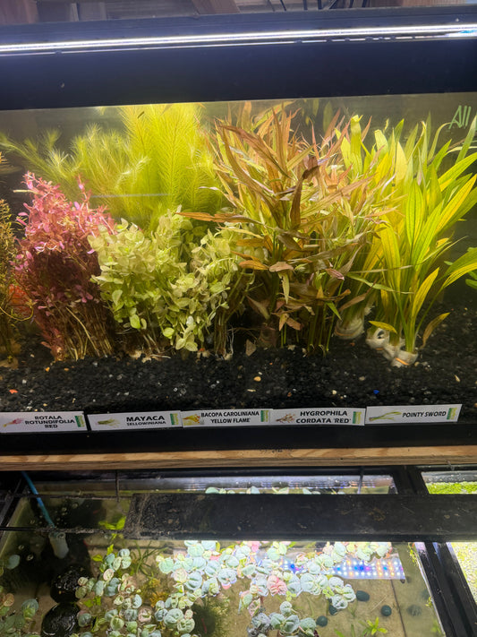 New Plants ; Corals Have Arrived!  Sept 4, 2026