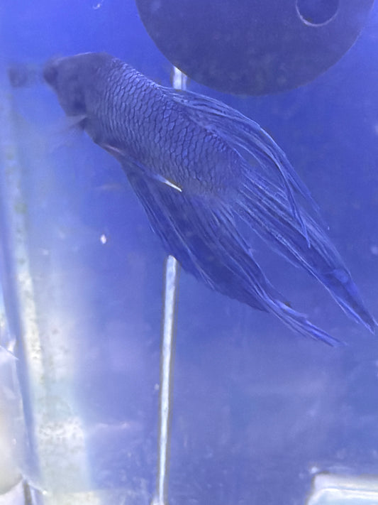 Betta - D4