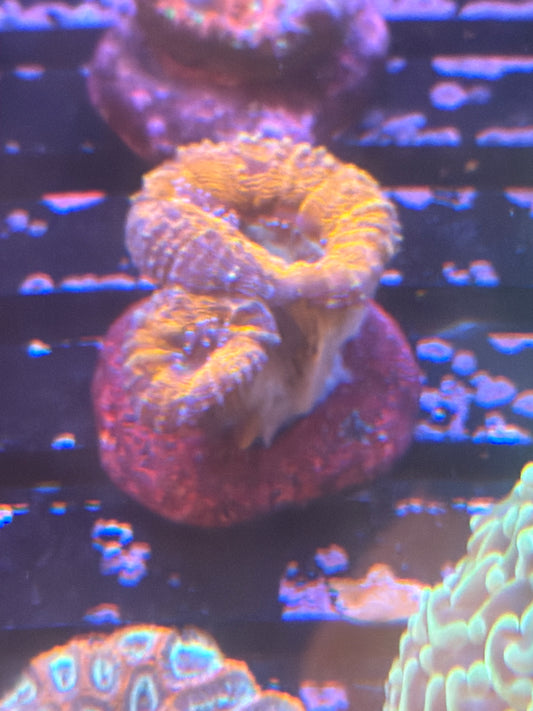 Coral I5 - Lobophyllia