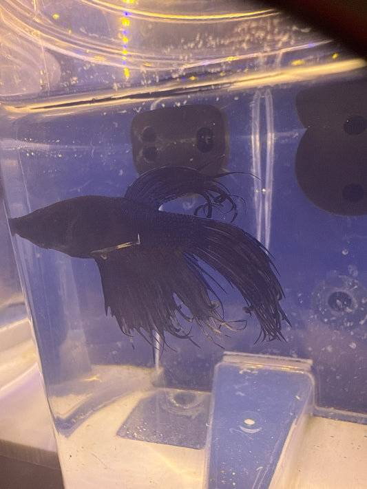 Betta - B3 Black Orchid Male