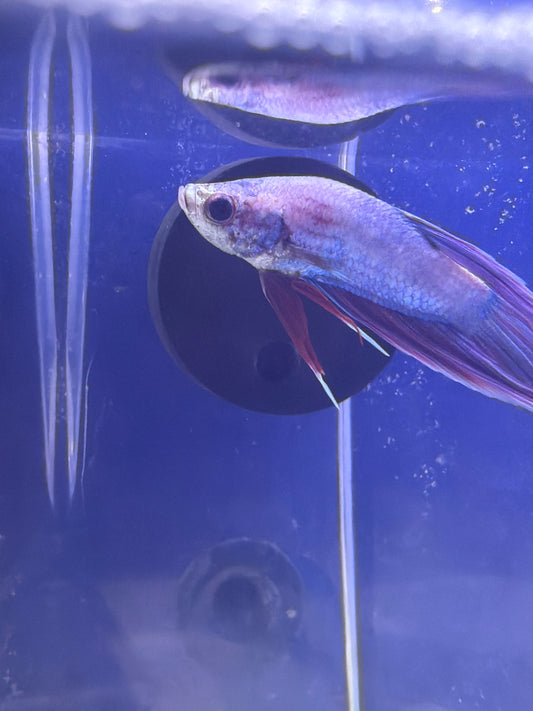 Betta - C3 Male Betta