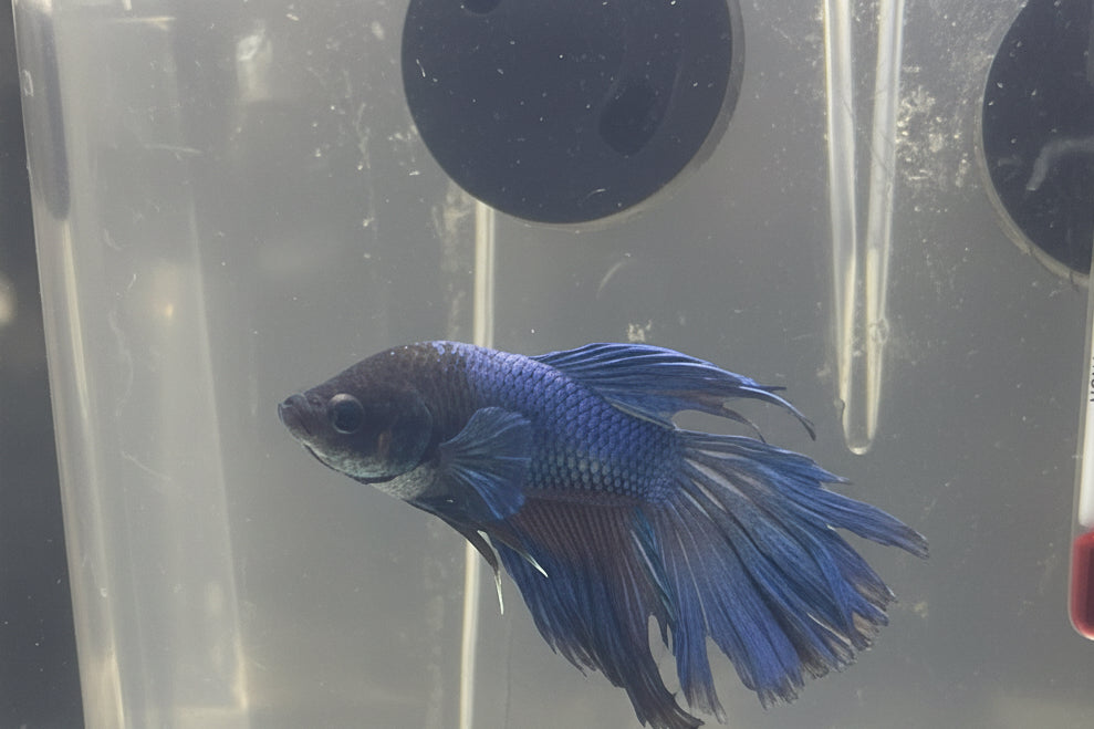 Betta - B2 Male Crowntail
