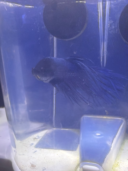 Betta - B2 Male Crowntail