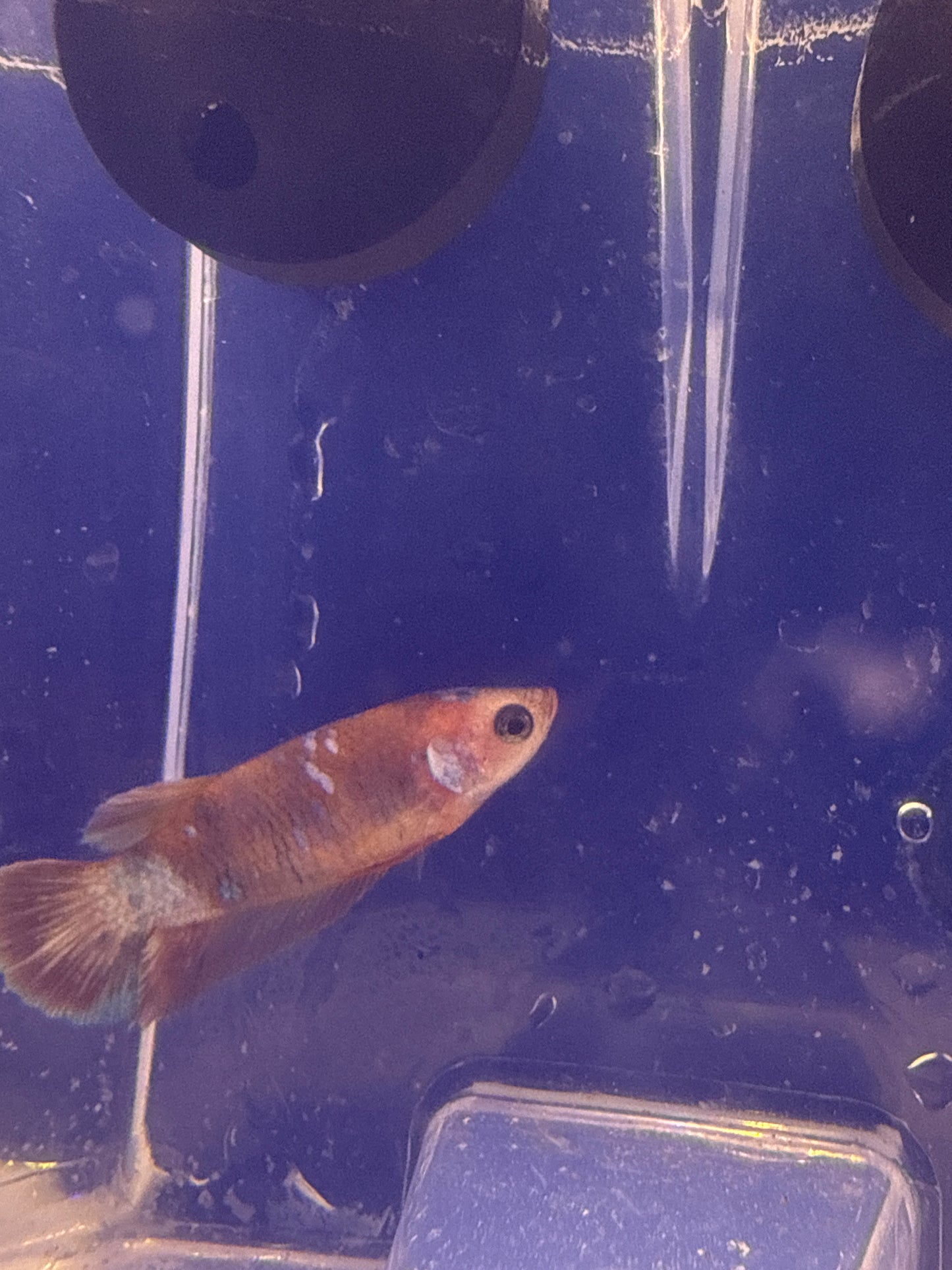 Betta - A3 Female Koi