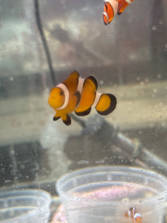 Clownfish - Ocellaris Reg