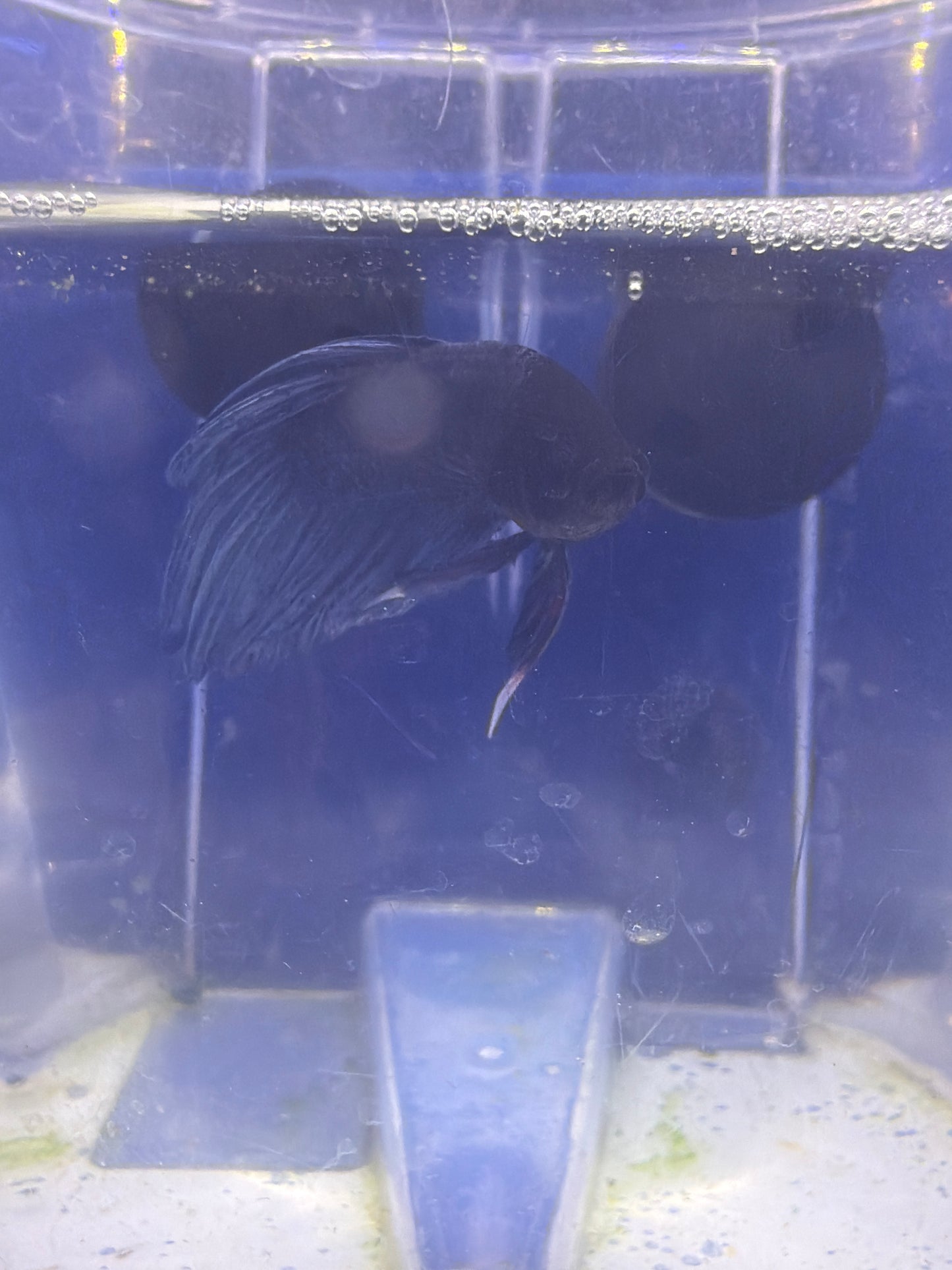 Betta - C3 Male Betta