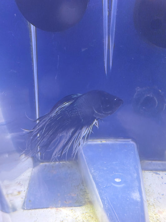 Betta - C5 Male Black Metallic Crowntail