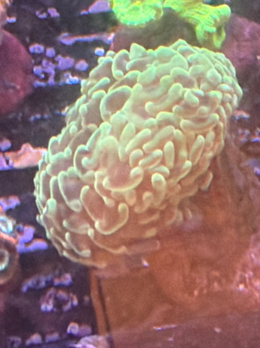 Coral I9 - Mint Hammer