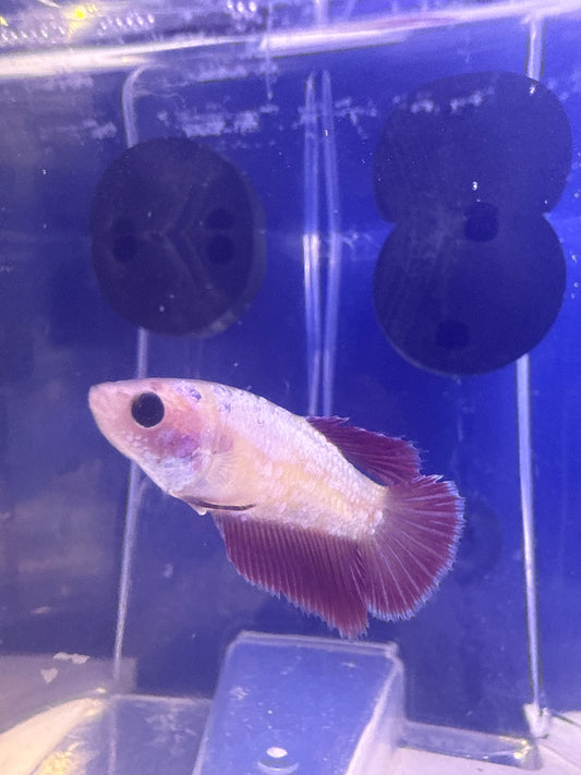 Betta - A1 Female Betta