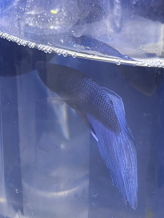 Betta - E7