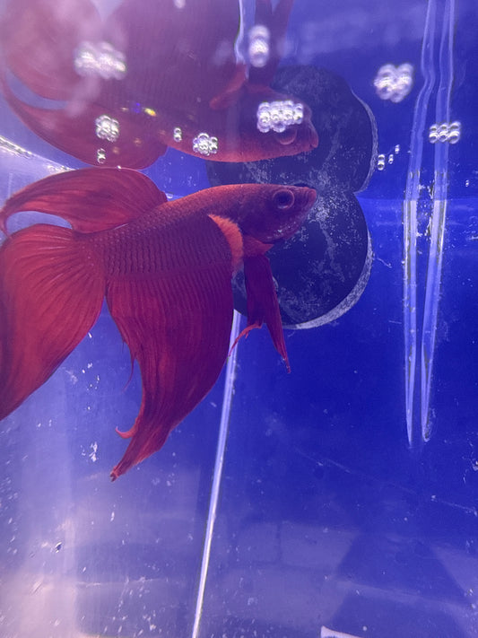 Betta - A4 Male Red