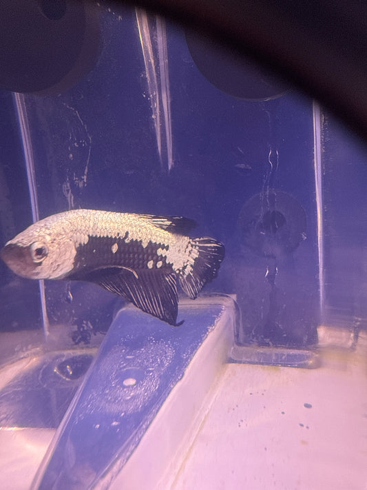 Betta - C1 Black Mamba Male