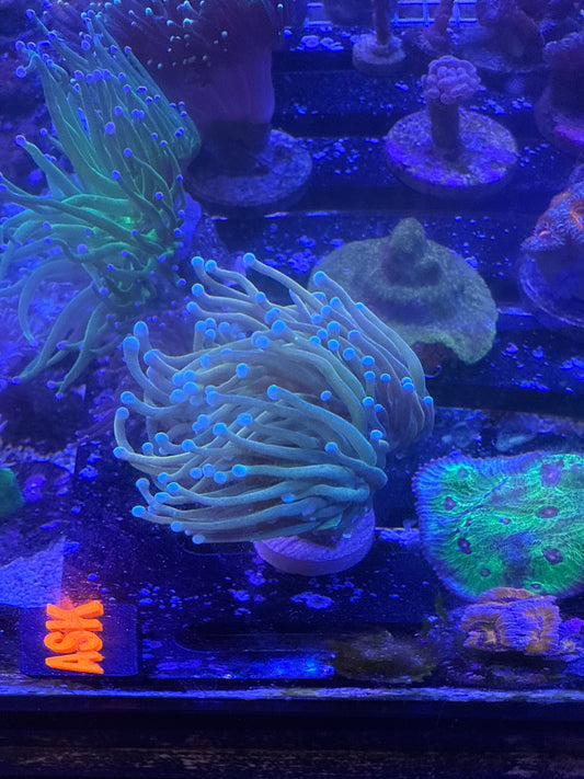 Live Coral J1 - Torch Malaysian Sun God 1.5 head